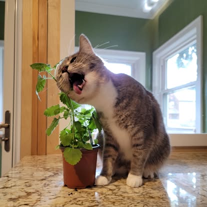 Cat appears to be yawning next to a potted plant on a kitchen counter, with windows and green walls in background.