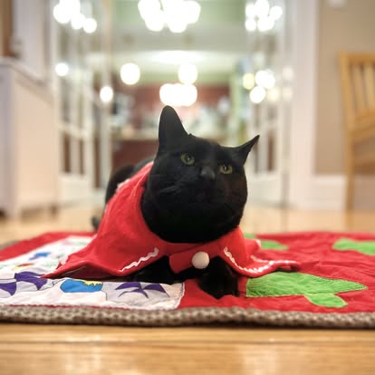 Black cat wearing a red cape lying on a colorful quilt on a wooden floor, with a blurred background of a room.