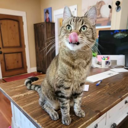 Tabby cat sitting on a wooden table with its tongue out, in a room with a door, cabinet, and computer.