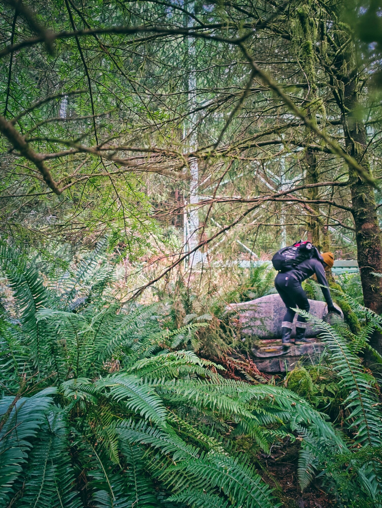 Person climbing over rocks in a dense forest with green ferns and tall trees.
