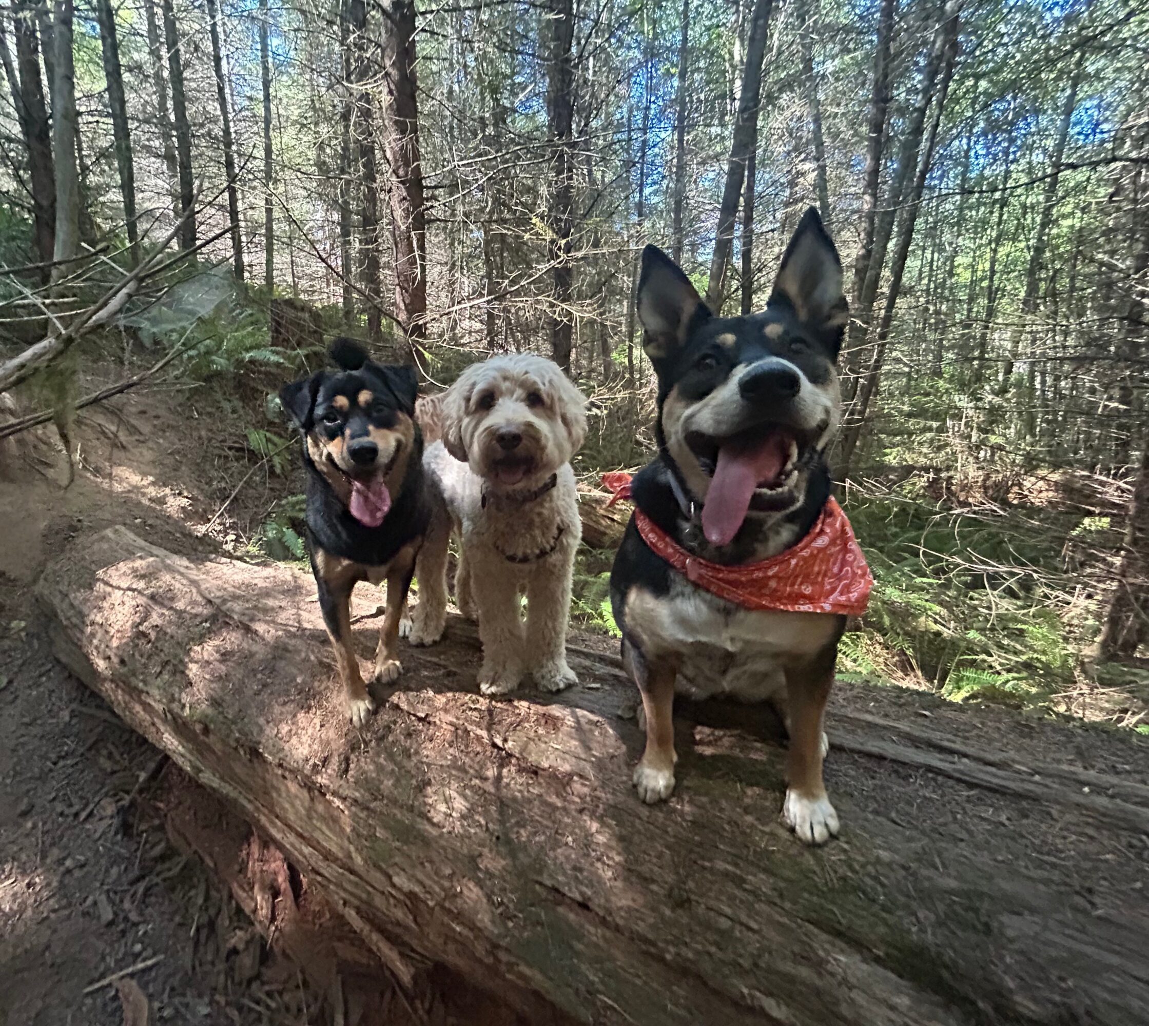 Three dogs standing on a fallen log in a forest, with trees and sunlight in the background.