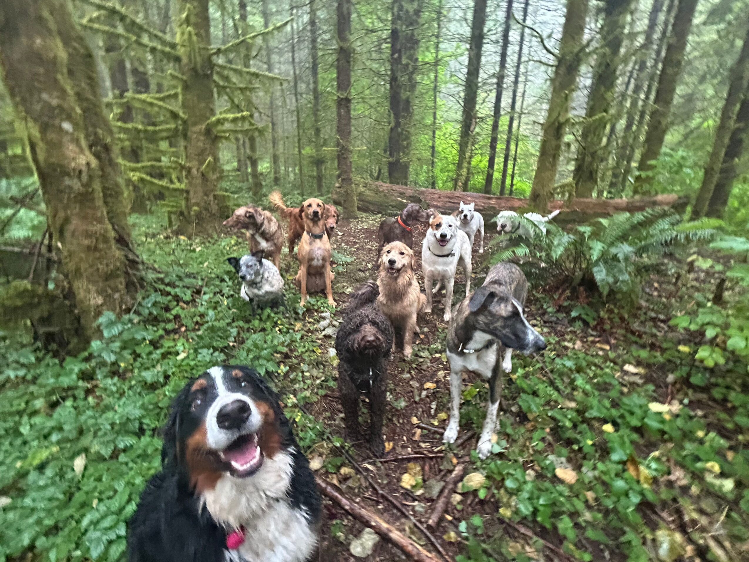 Group of dogs and a person outdoors in a forest, with trees and greenery around, looking up at the camera.