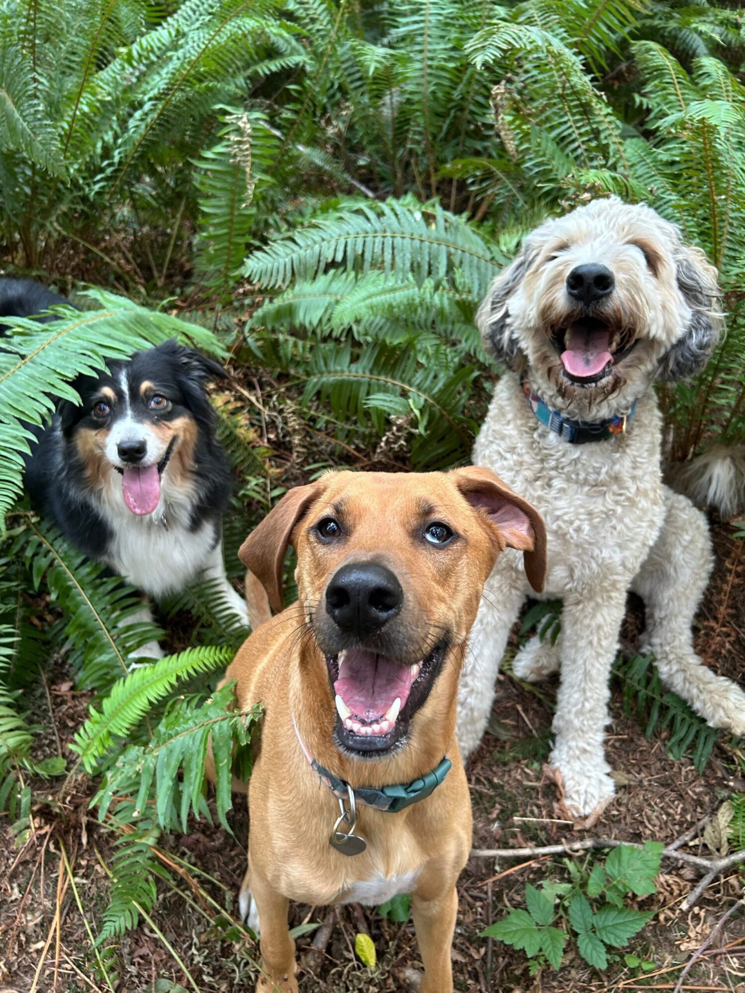 Three dogs sitting outdoors among green ferns and plants, looking at the camera with open mouths and tongues out.