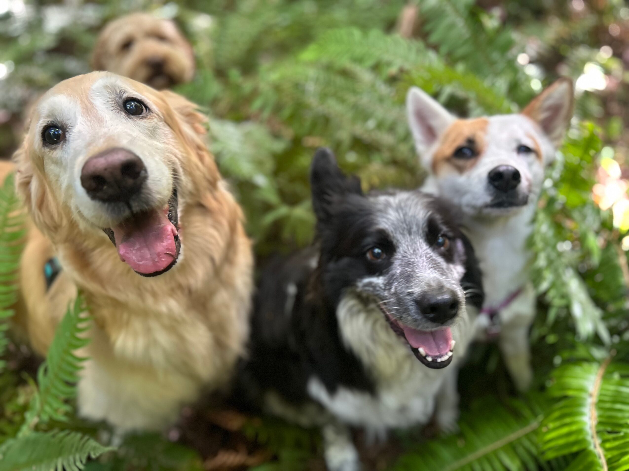 Three dogs outdoors among green plants, smiling and looking at the camera.