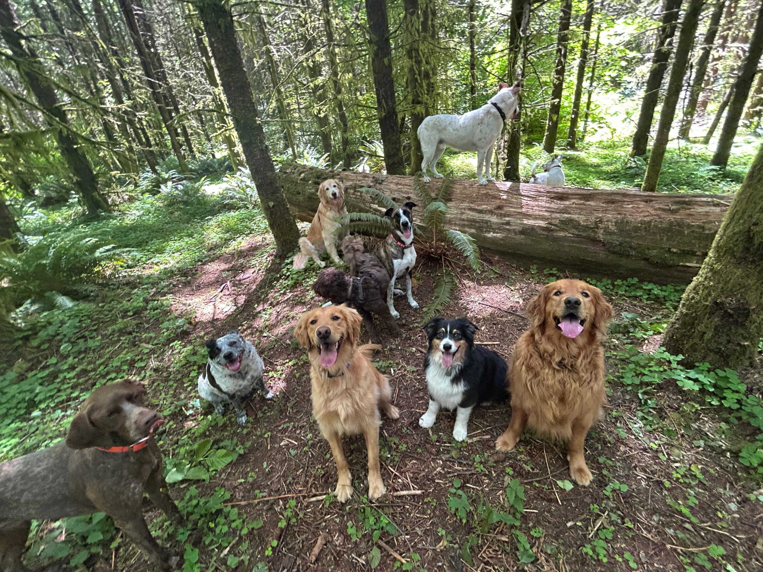 Seven dogs in a forest with trees and greenery, some sitting and some standing, one on a fallen log, sunlight filtering through leaves.