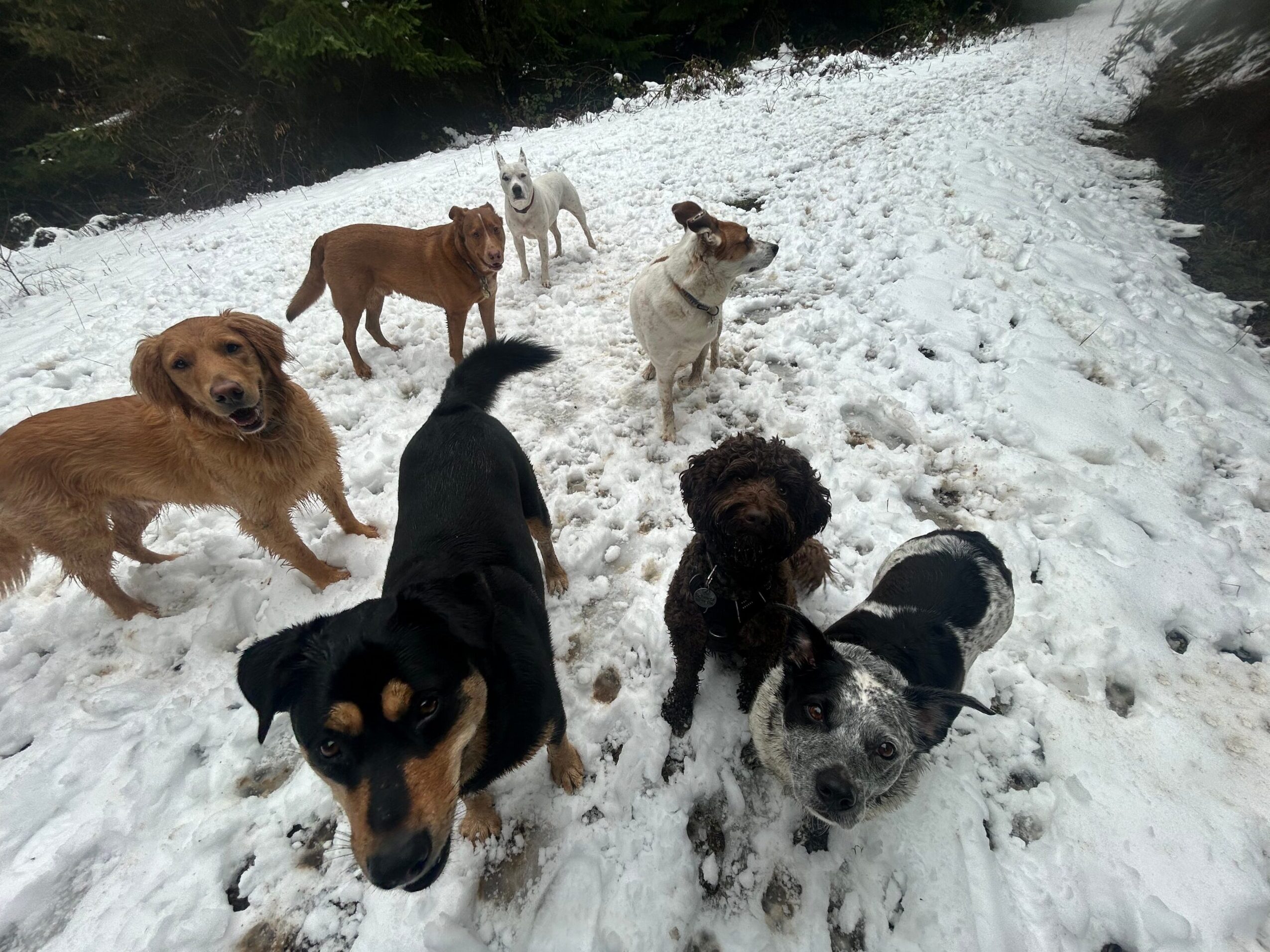 Six dogs standing on snow, viewed from above, with a mix of black, brown, and white fur.
