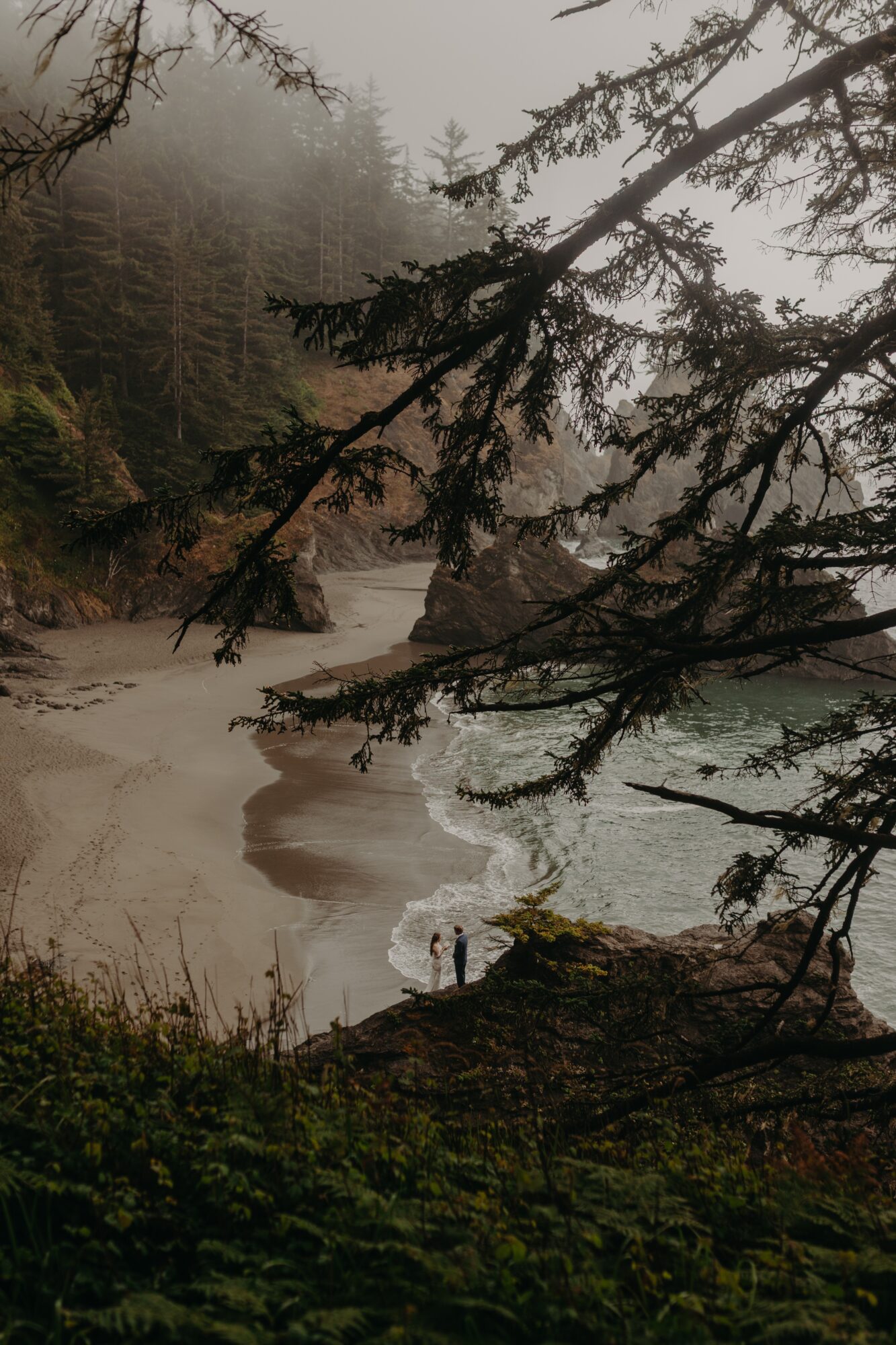 Coastal scene with sandy beach, water, and overhanging tree branches in foggy weather.