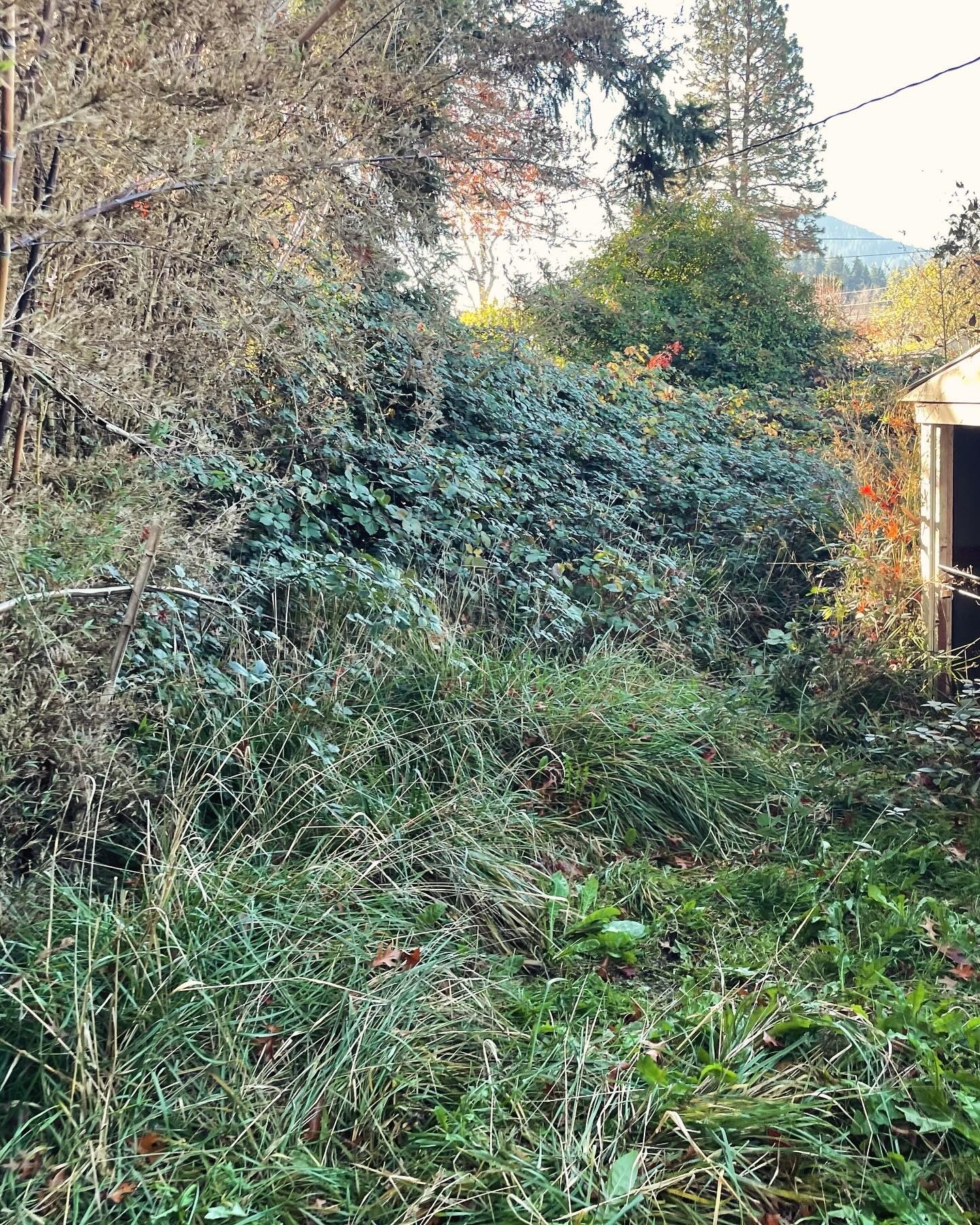 Overgrown garden with bushes, grass, and trees, partially obscuring a building on the right side, under a cloudy sky.