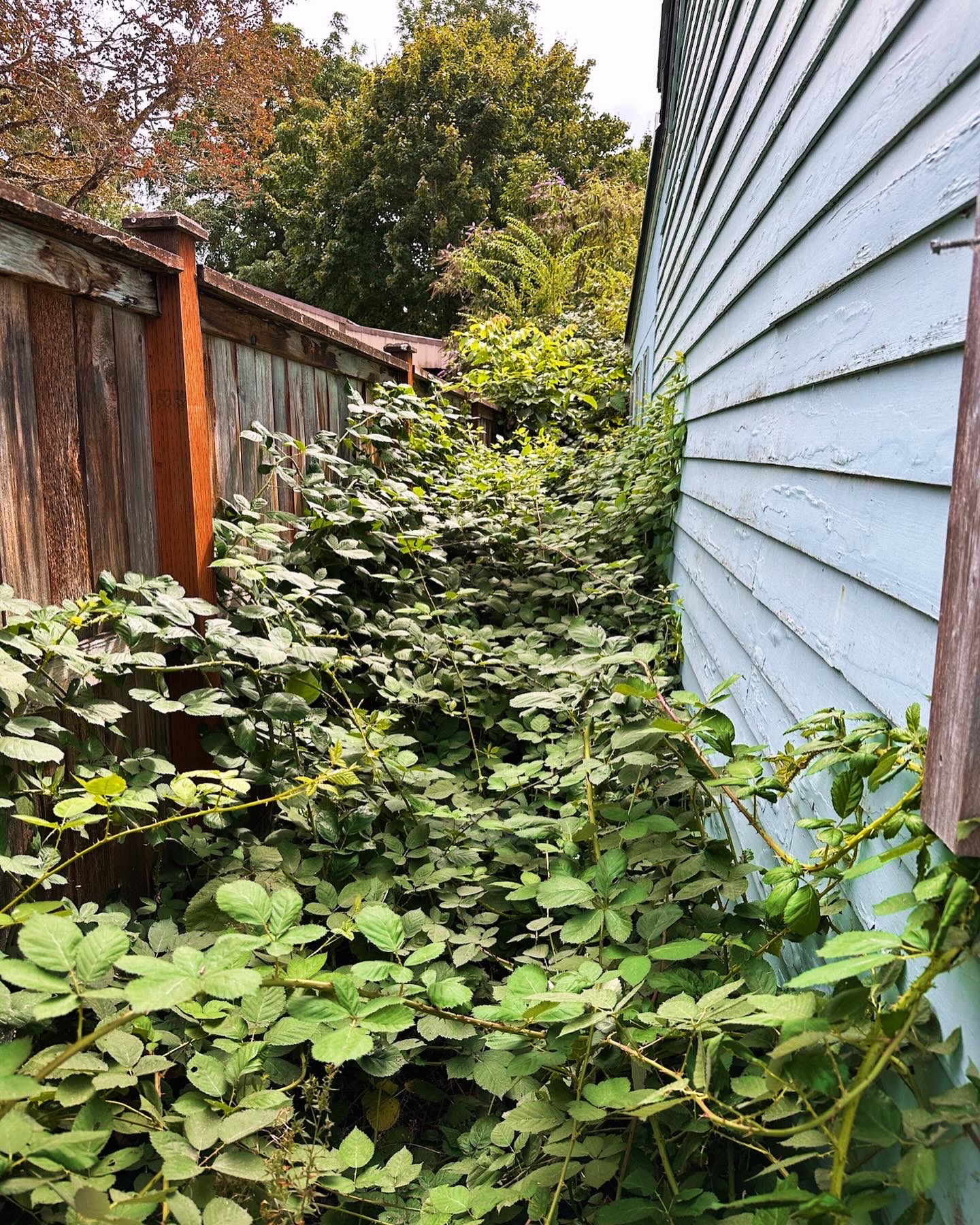 Overgrown garden path with dense green plants beside a wooden fence and a blue house wall.