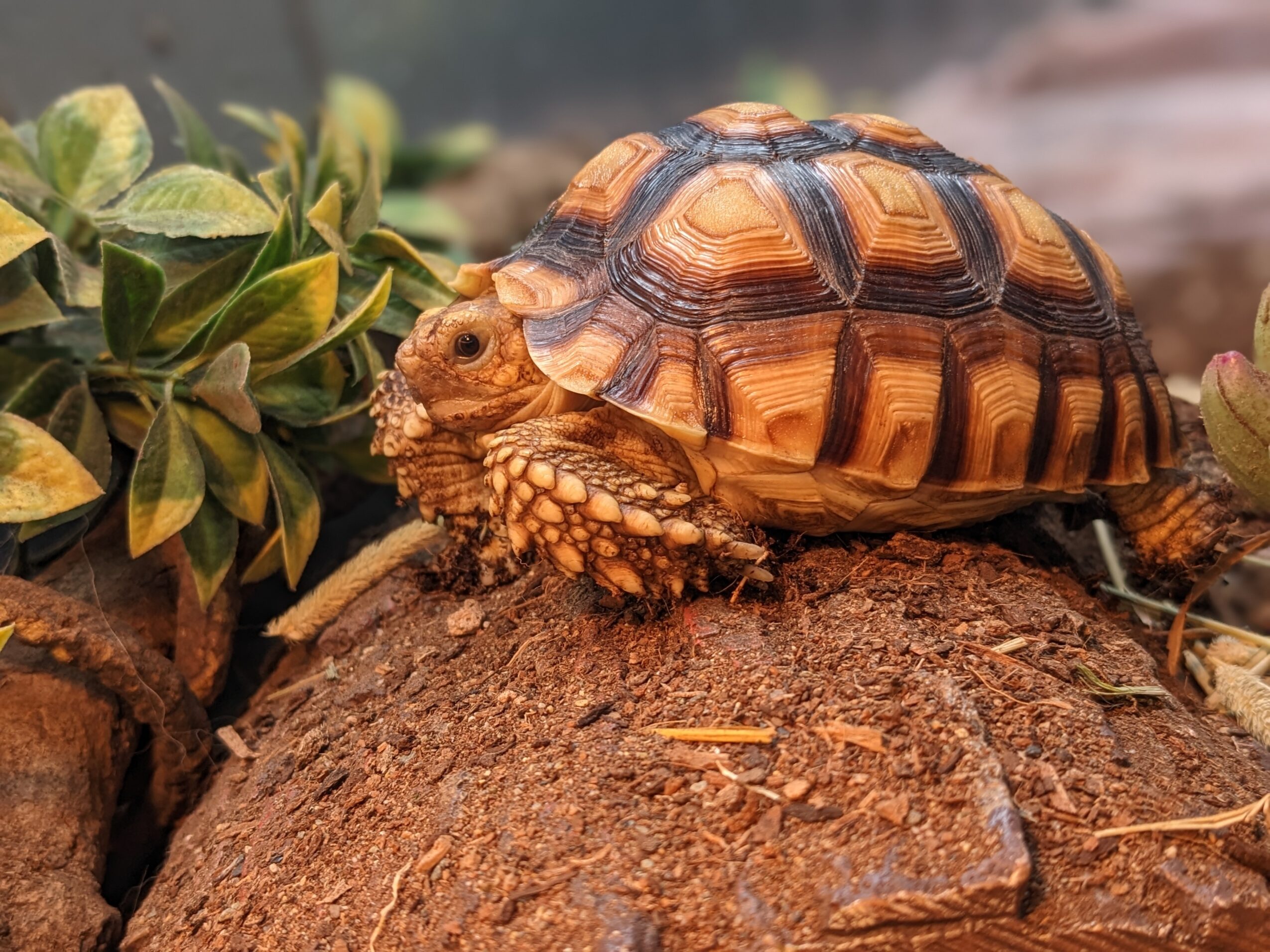 A tortoise on a log with green plants nearby, showing detailed shell and textured skin.