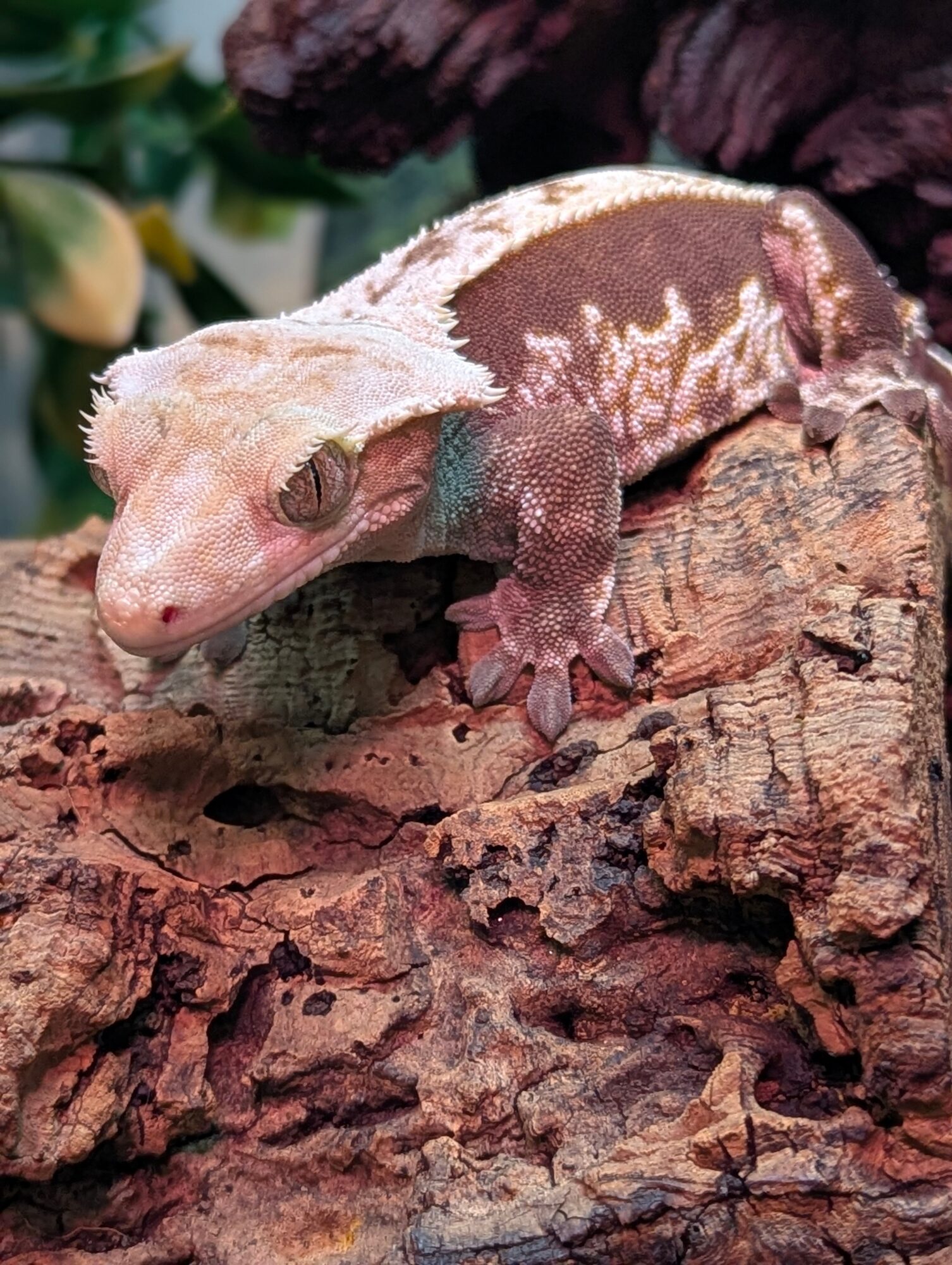 A close-up of a crested gecko on a textured piece of wood with green foliage in the background.