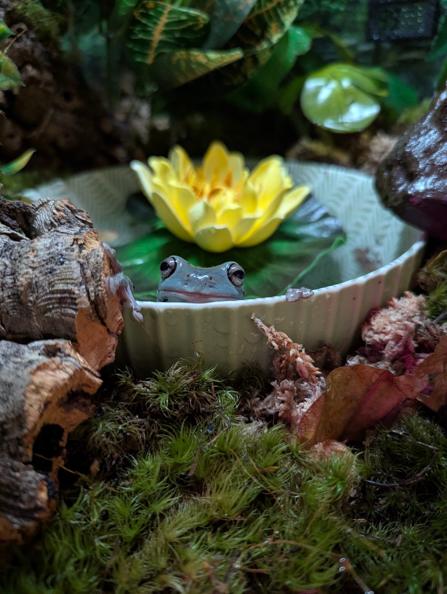 Frog peeking over a ceramic dish with yellow flowers, surrounded by moss, rocks, and plants in a garden setting.