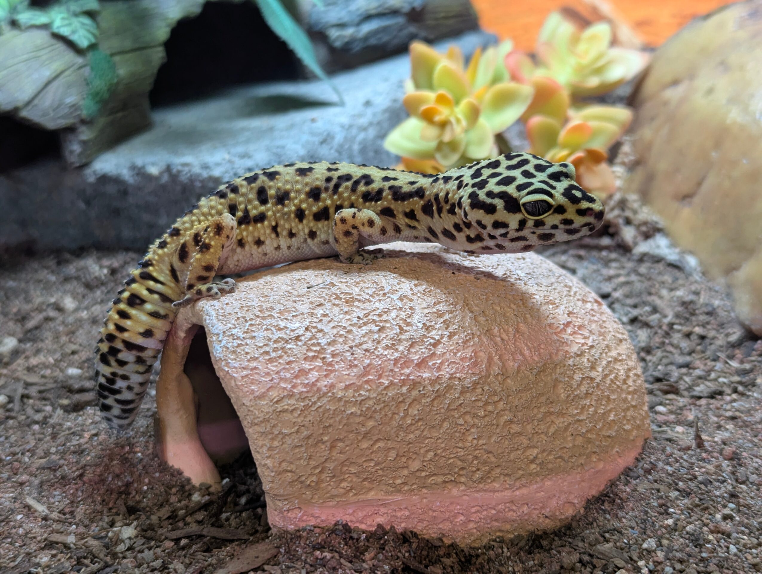 Leopard gecko on a rock with plants and rocks in background, soil ground, and a small cave opening.