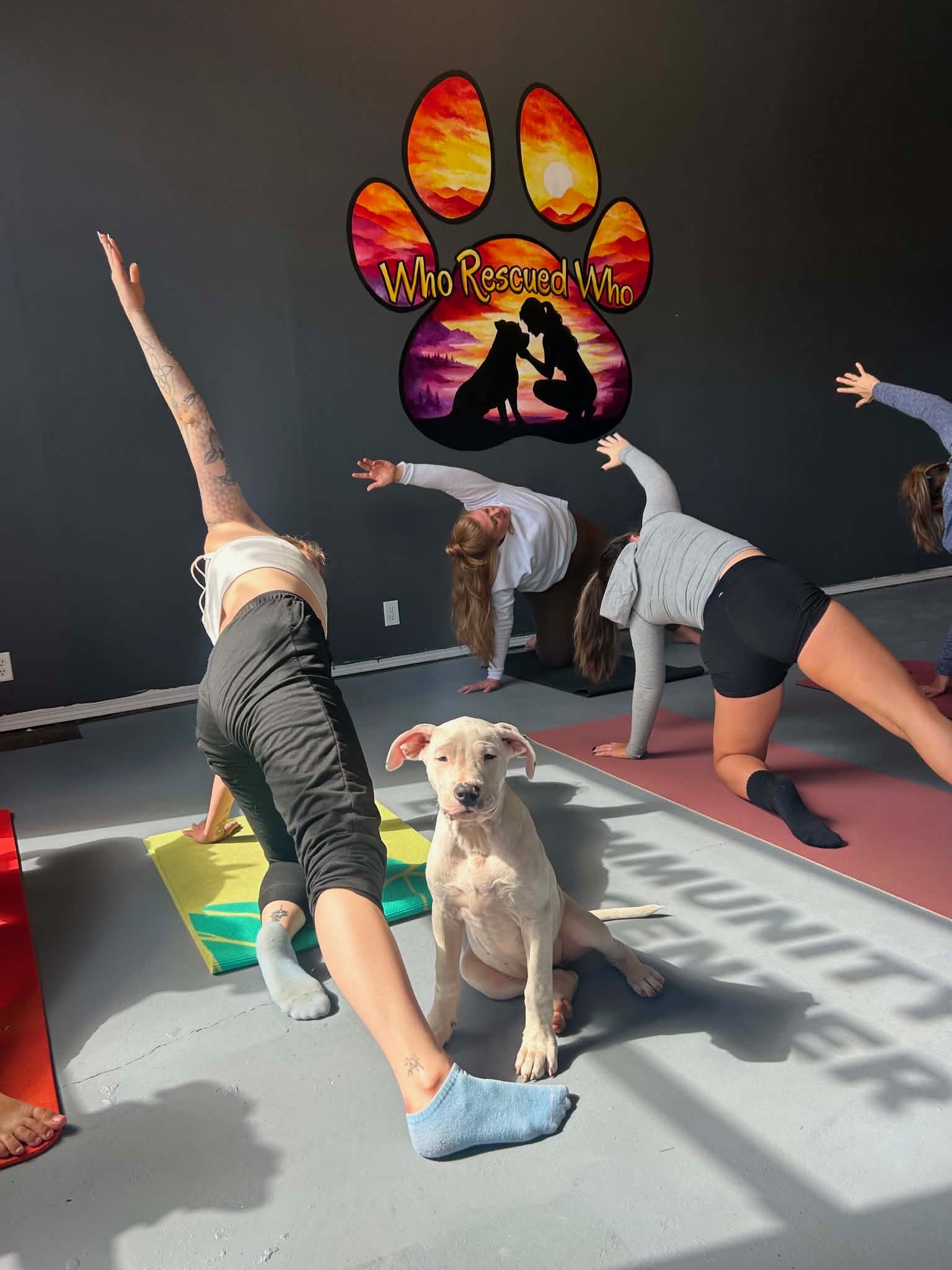 Group of people practicing yoga in a studio with a dog sitting in front, and a colorful paw print logo on the wall.