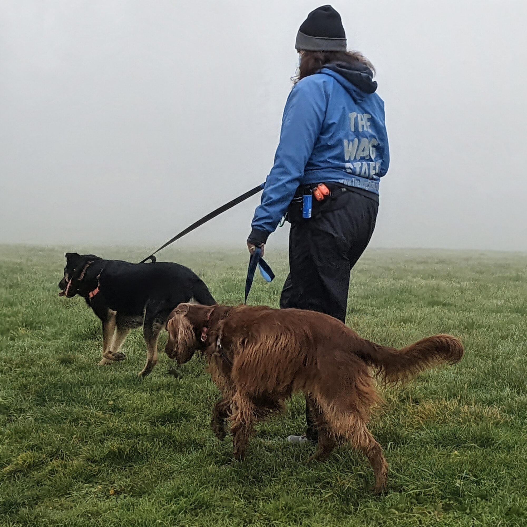 Person walking two dogs on a foggy grassy field, wearing a blue jacket and black pants.