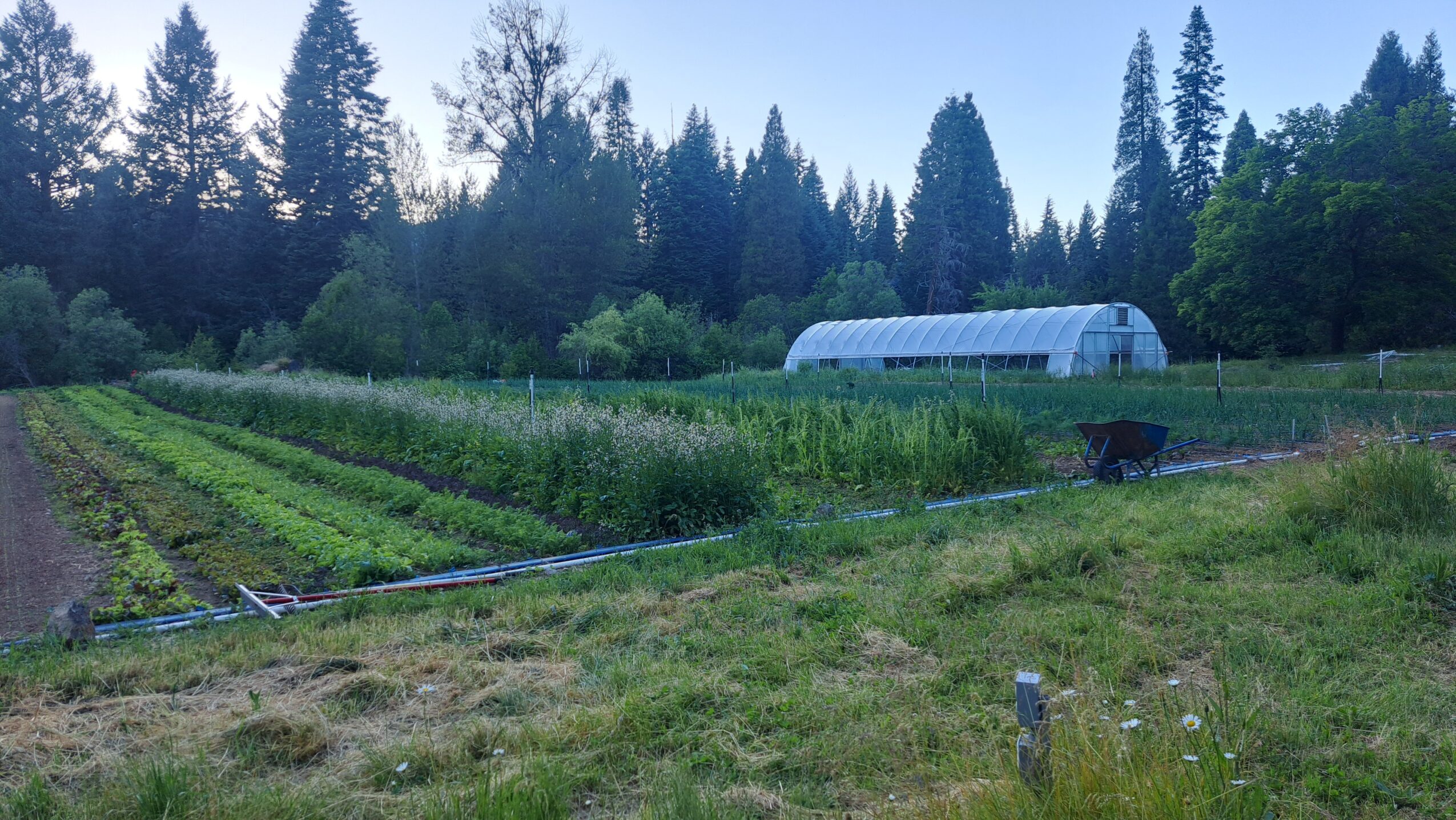 Farming field with rows of crops, a greenhouse, and trees in the background, under a clear sky.
