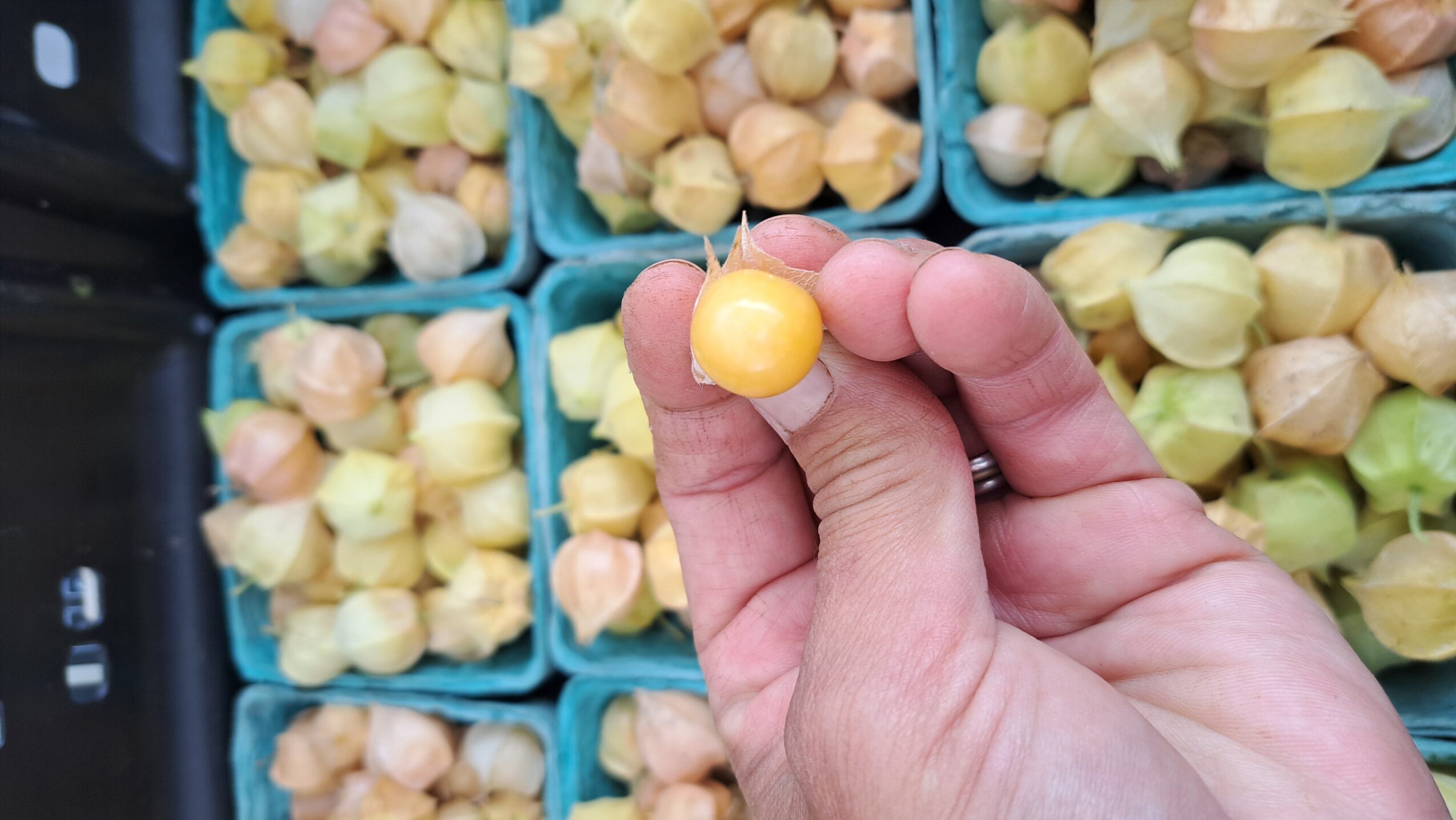 Hand holding a yellow fruit in front of blue containers filled with similar fruits, background of stacked containers.