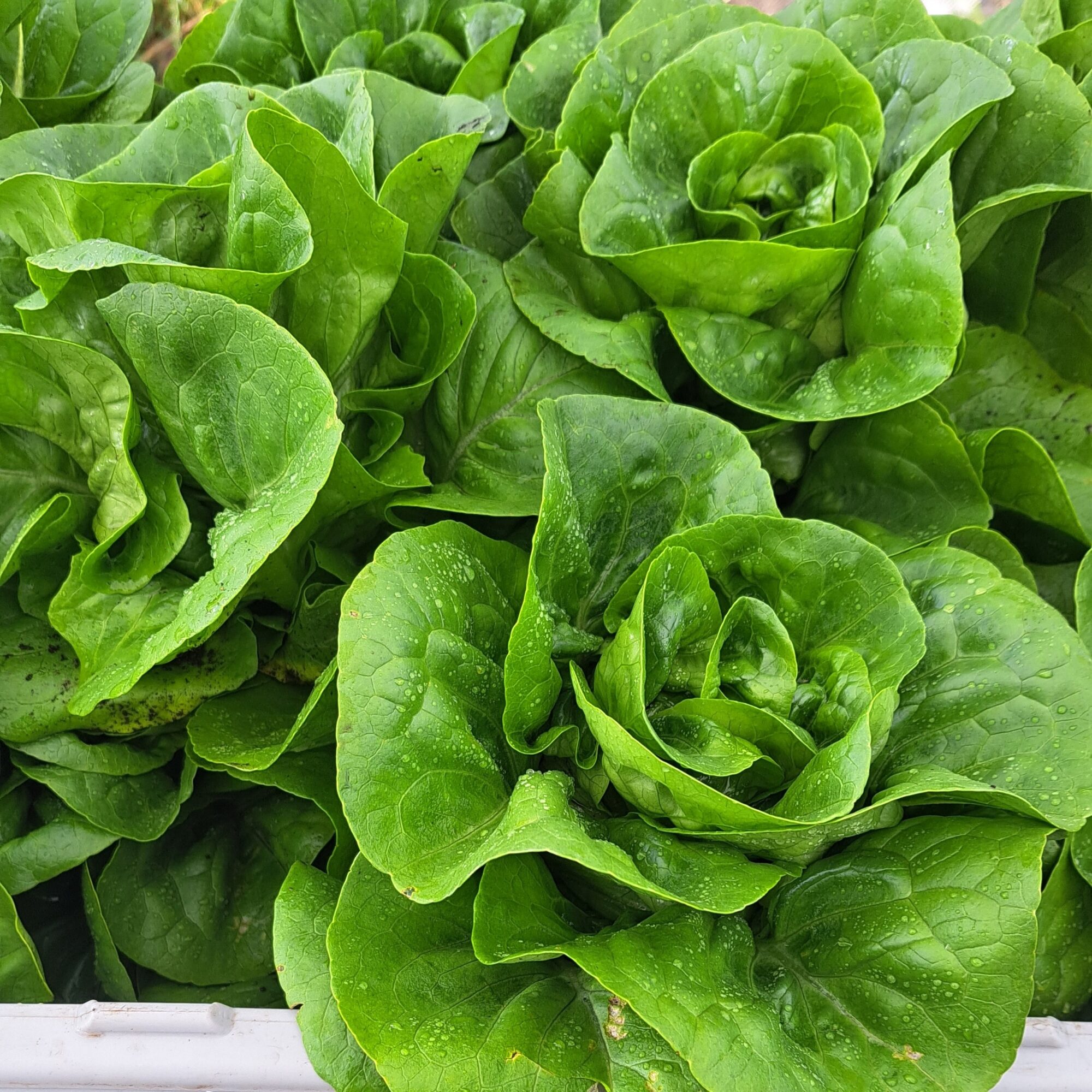 Close-up of green lettuce leaves with a rosette shape, fresh and vibrant.