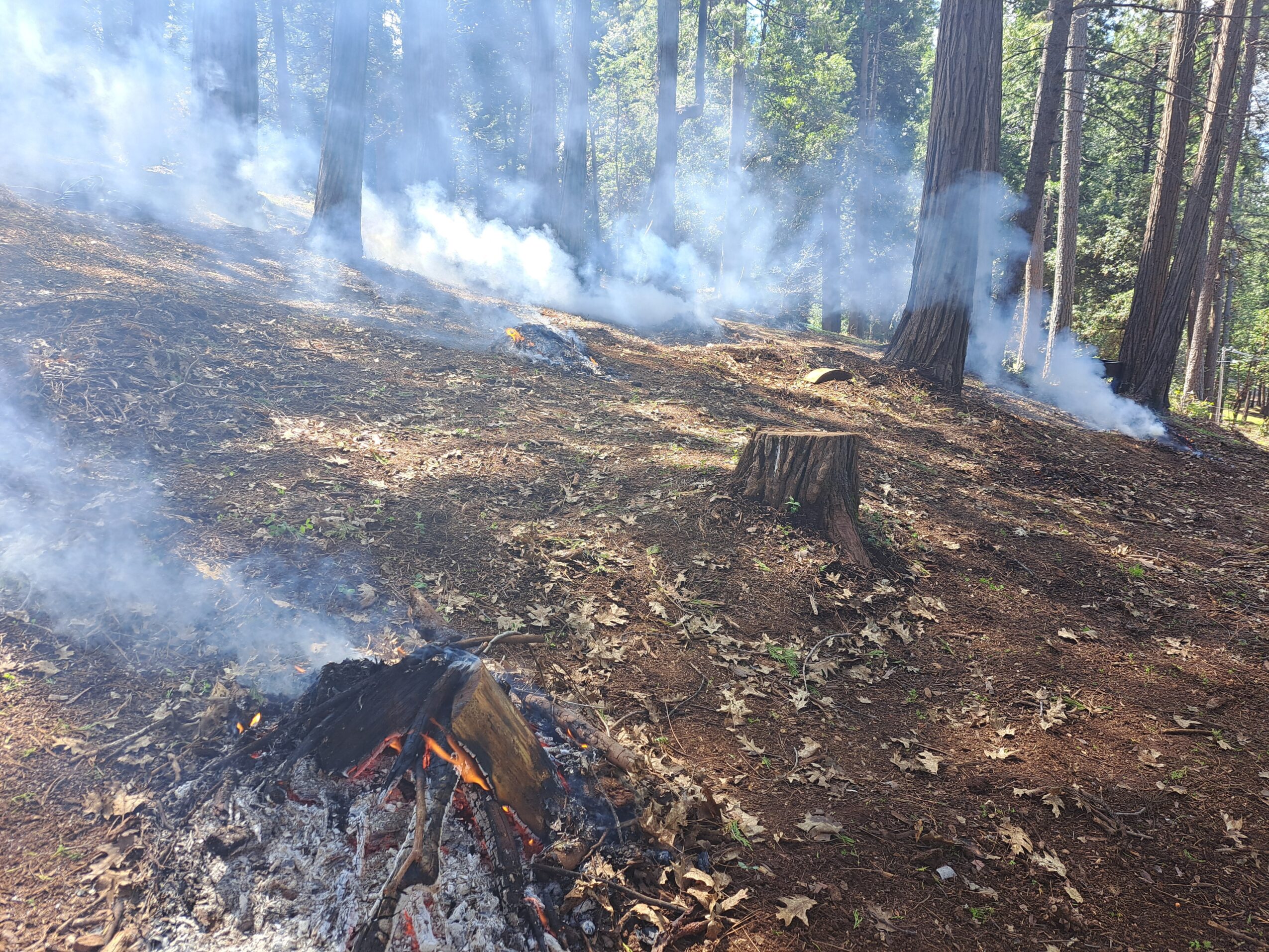 Forest with smoke and charred ground, tree stumps, and trees in the background.