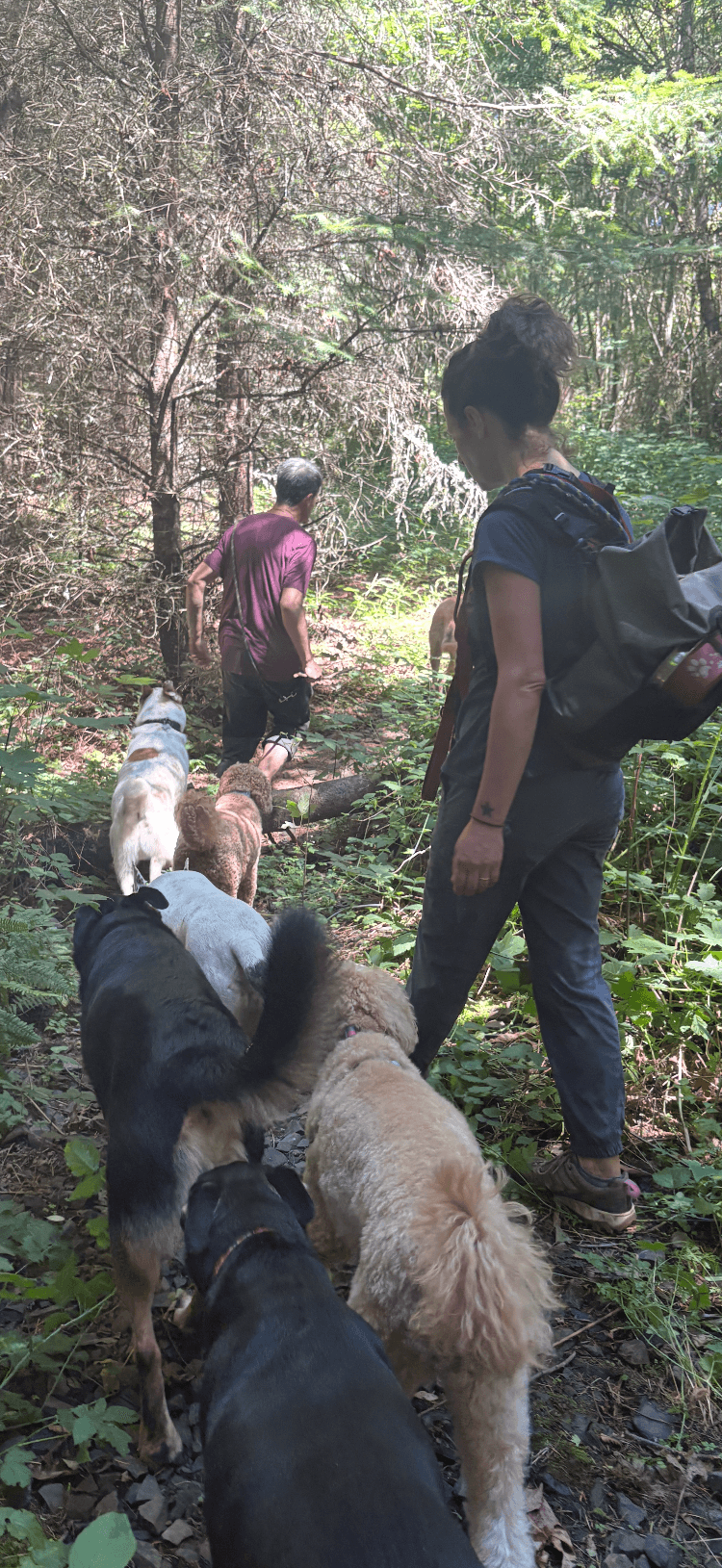 People and dogs walking through a forested trail, surrounded by trees and greenery.