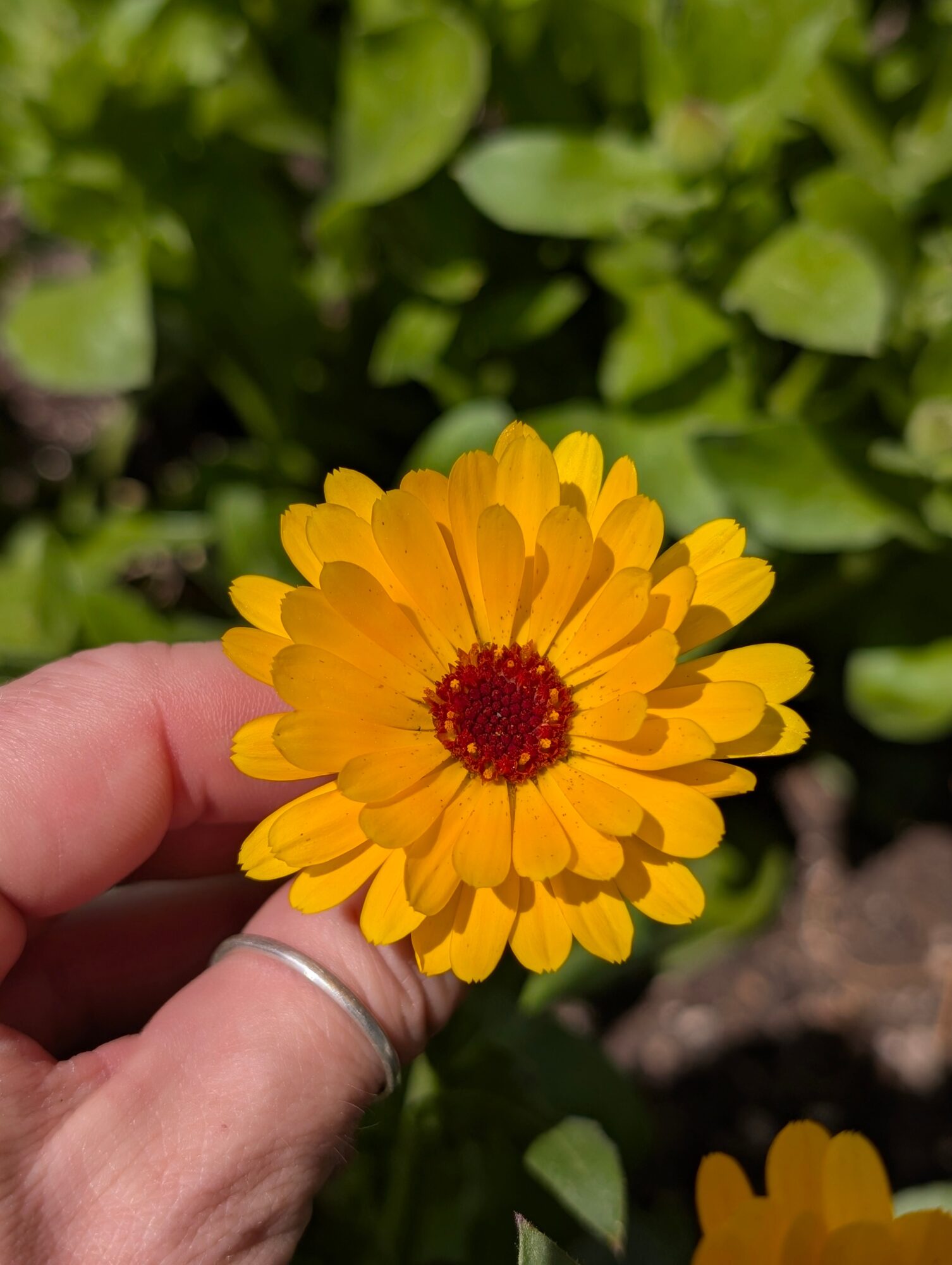Hand holding a yellow flower with a red center, green leaves in background
