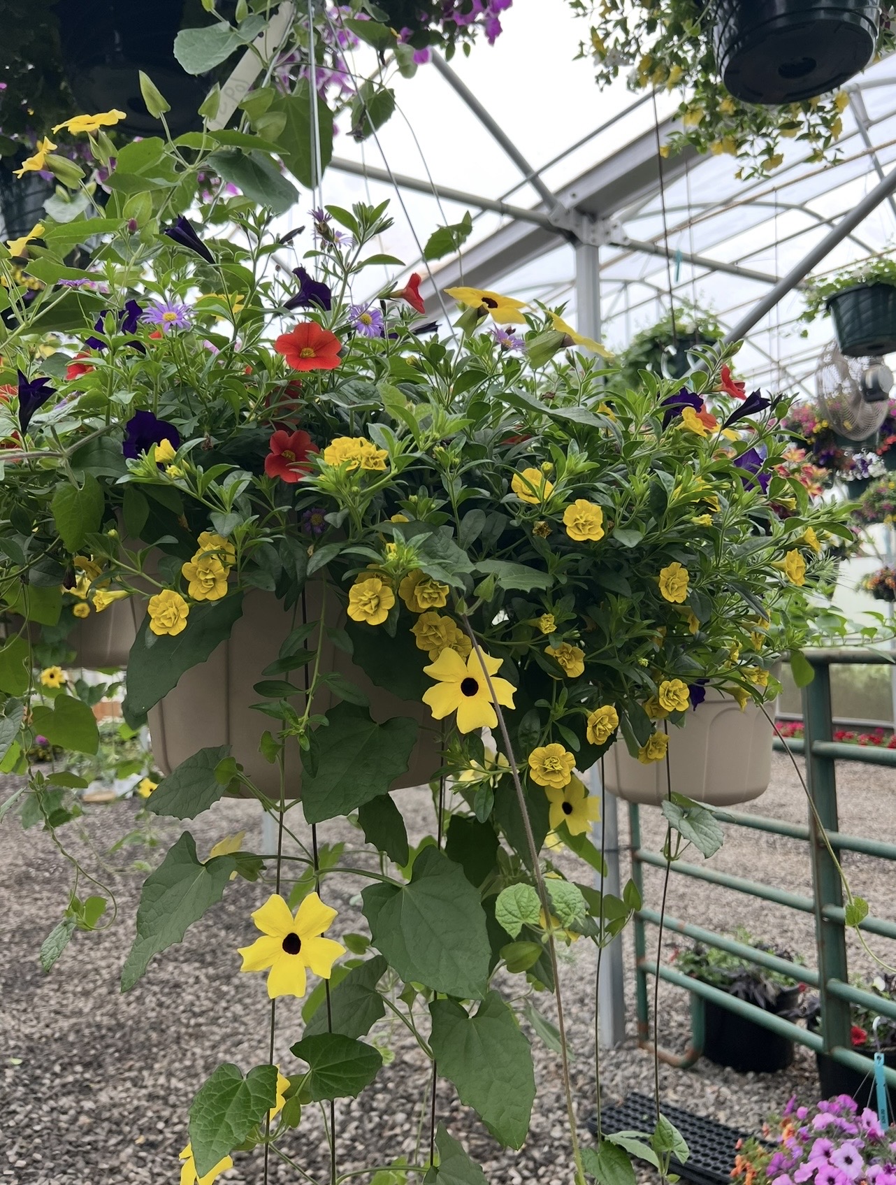 Hanging basket with yellow, red, purple, and pink flowers in a greenhouse setting.
