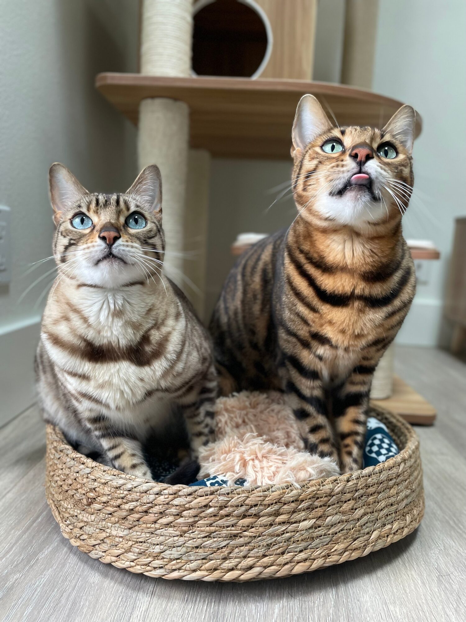 Two cats sitting in a round woven basket, one with a tabby pattern and the other with a similar pattern, looking up.