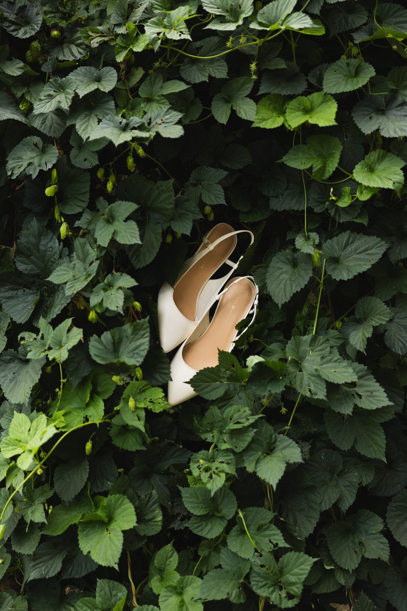 A pair of beige high-heeled shoes are partially hidden among dense green leaves and foliage.