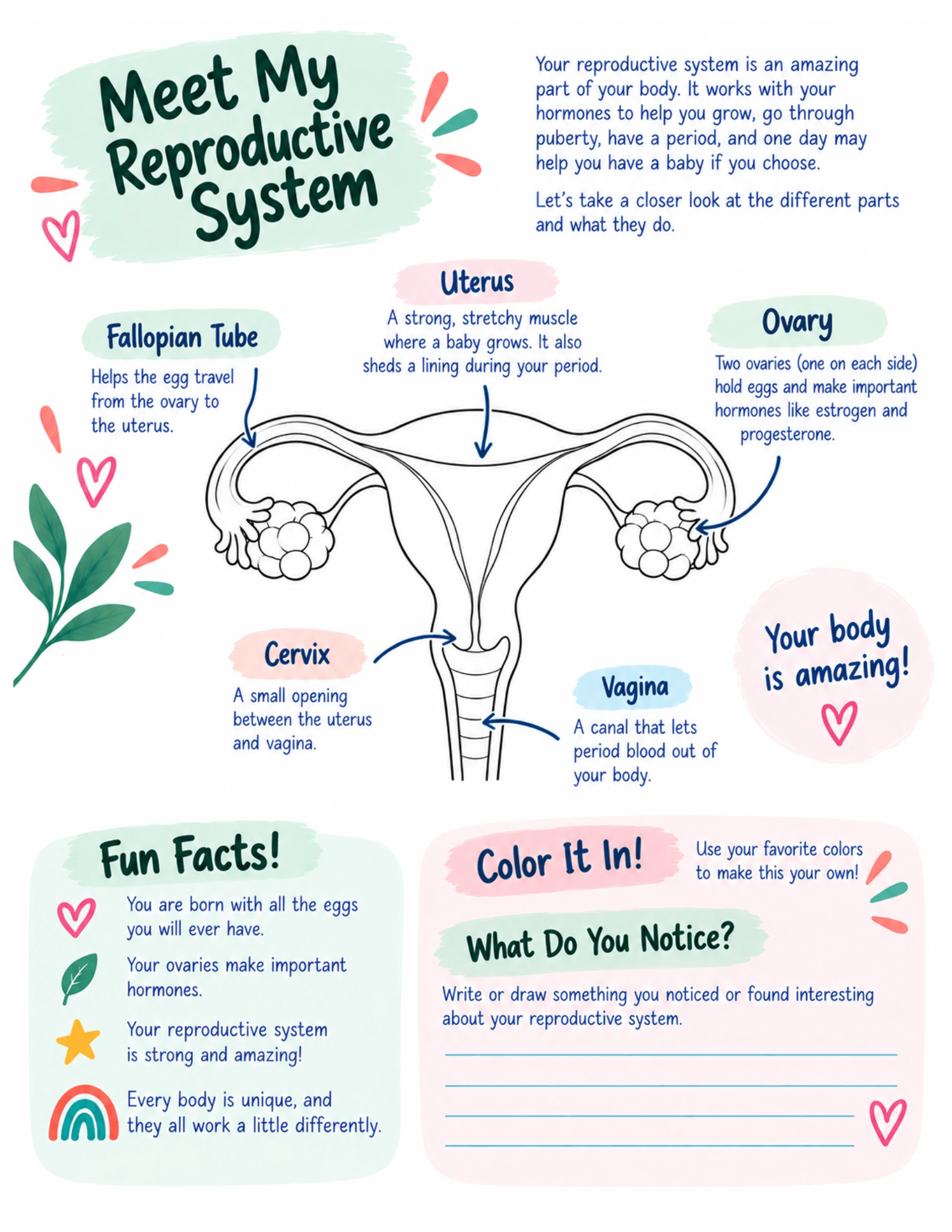 Educational diagram of the female reproductive system with labeled parts and fun facts, colorful illustrations, and space for notes.