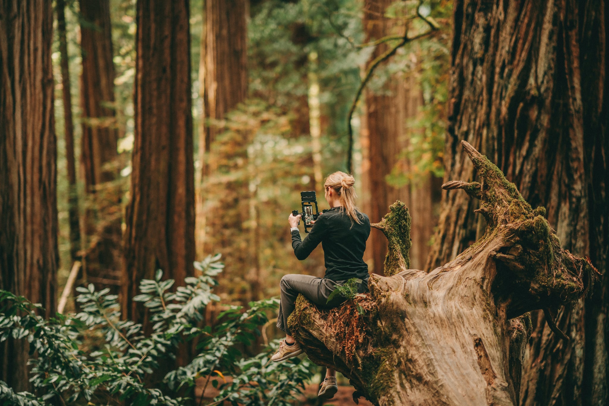 Person sitting on a fallen tree trunk in a forest, taking a photo with a smartphone, surrounded by tall trees and greenery.
