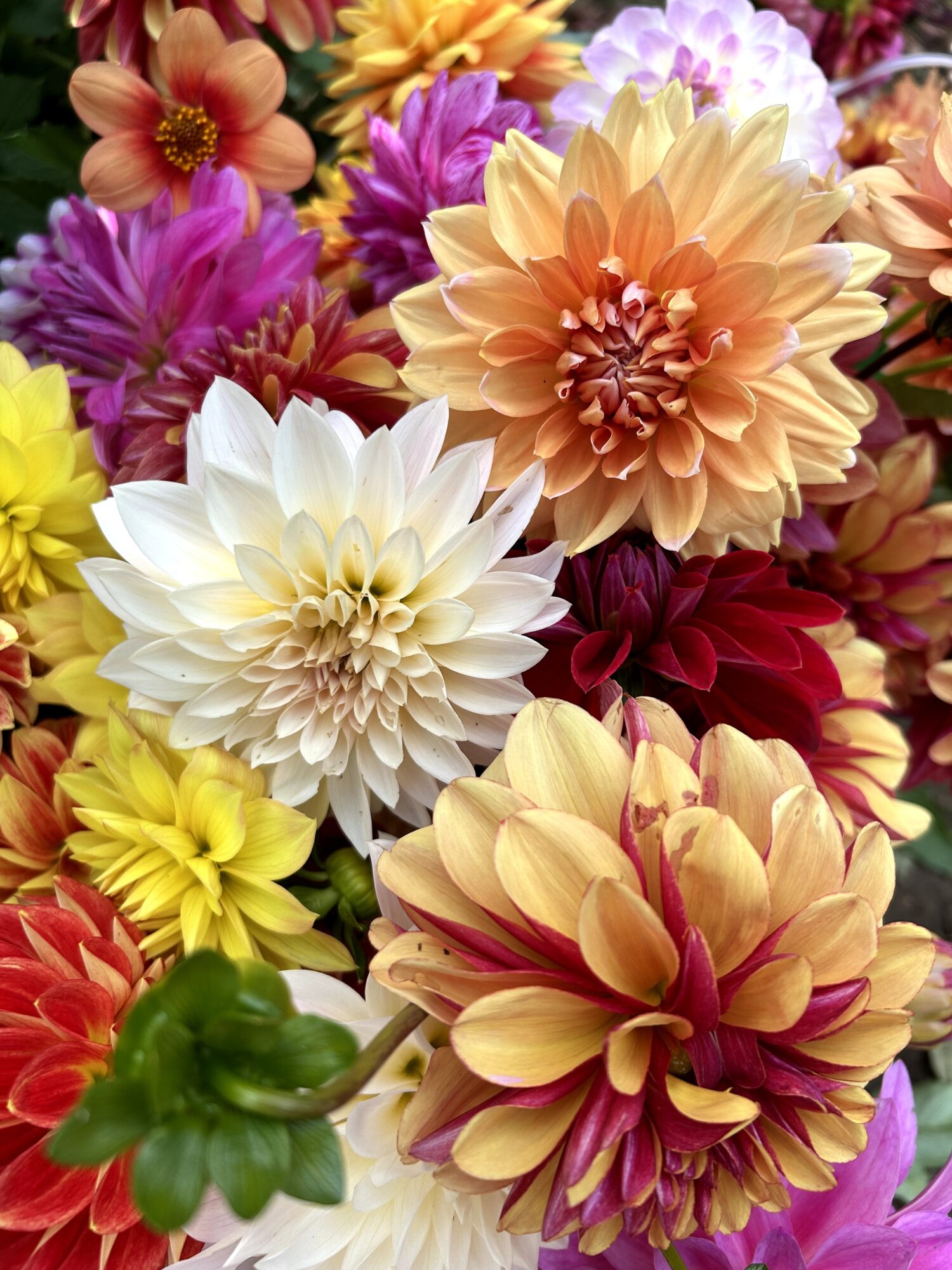 Colorful bouquet of various flowers including white, yellow, purple, pink, and orange blooms.