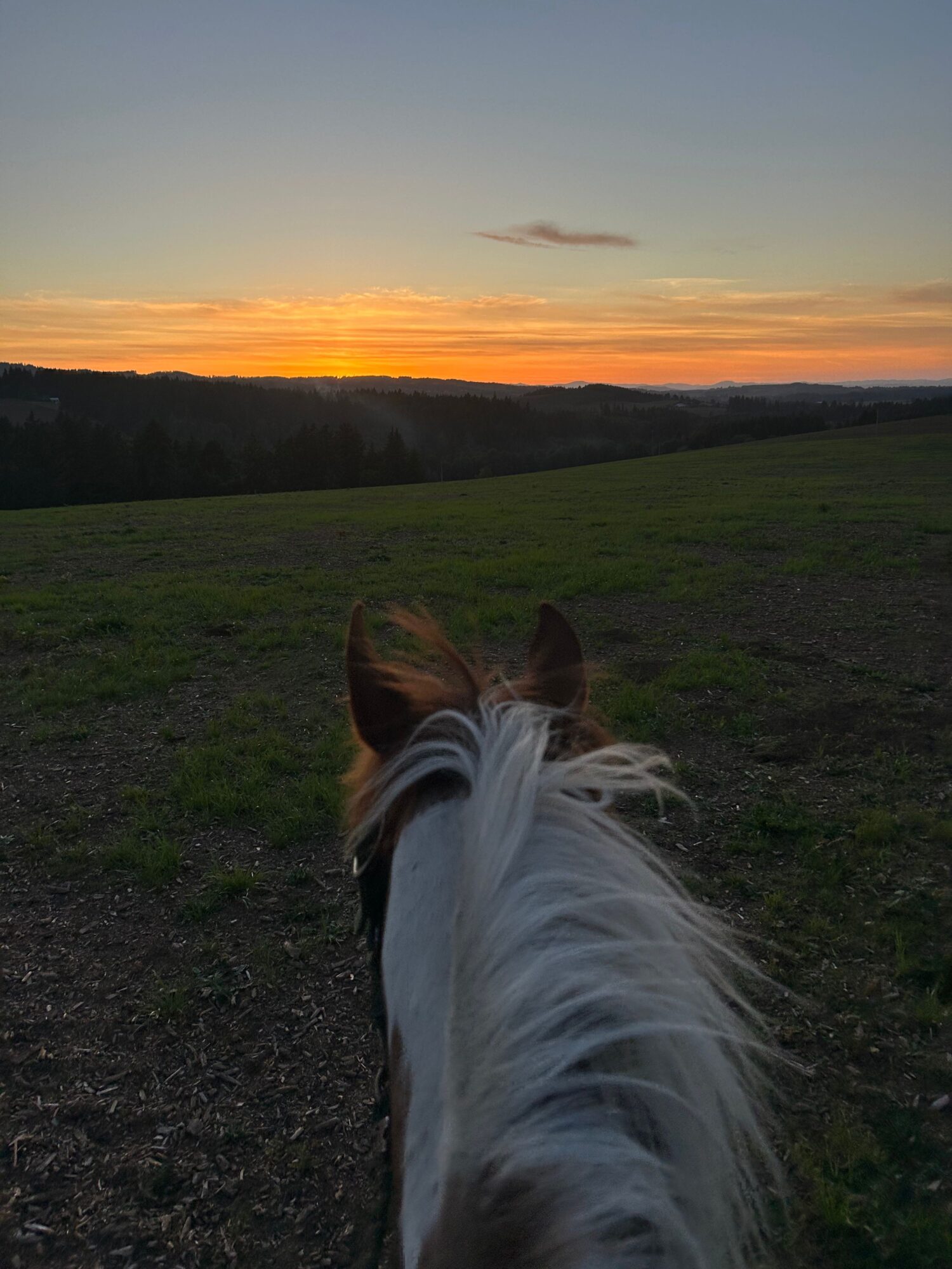 View of a sunset over a grassy landscape with a horse's head in the foreground, facing away from the camera.