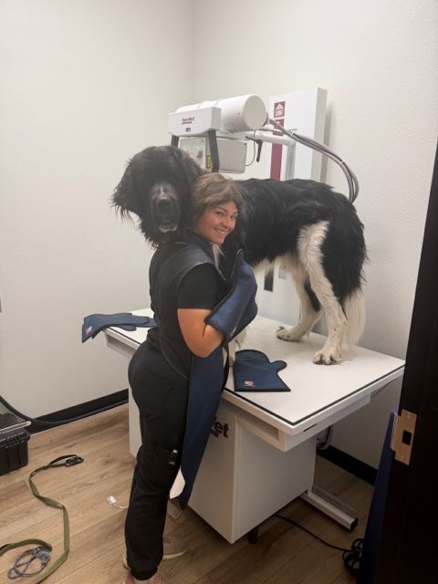 Person with a dog on a white examination table in a clinical setting, with medical equipment nearby.