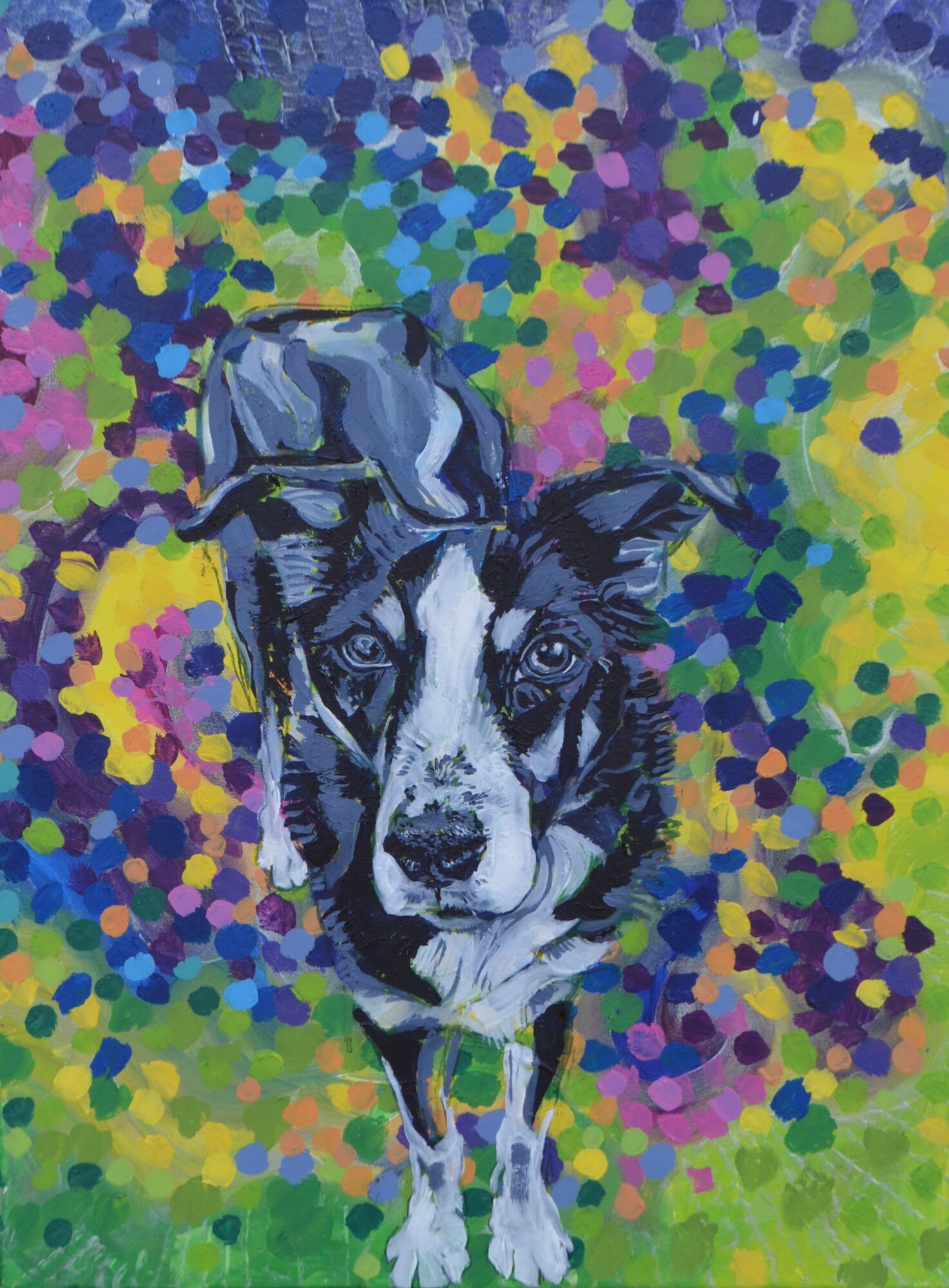 A dog with black and white fur stands on grass, surrounded by colorful abstract dots in green, purple, yellow, and blue.