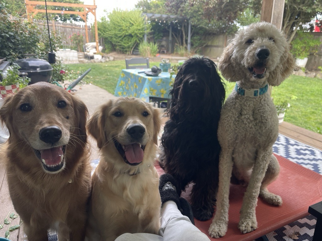 Four dogs sitting on a red mat outdoors with a garden and table in the background.