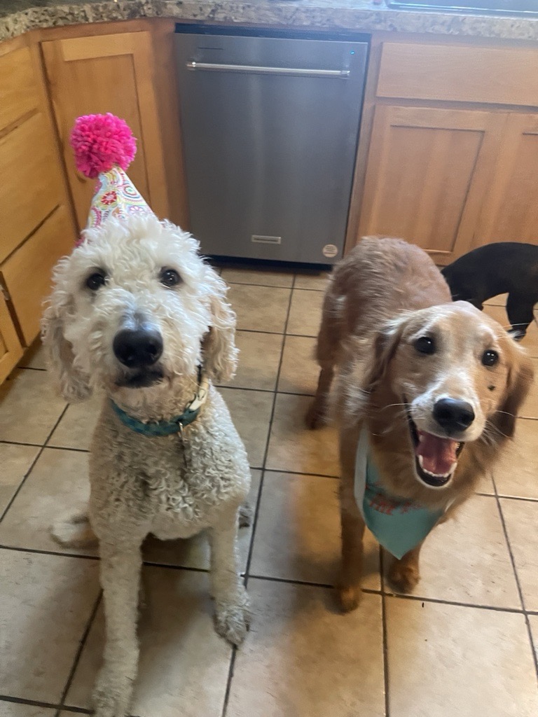 Two dogs standing on a tiled kitchen floor, one with a pink party hat, the other with a blue bandana, smiling.