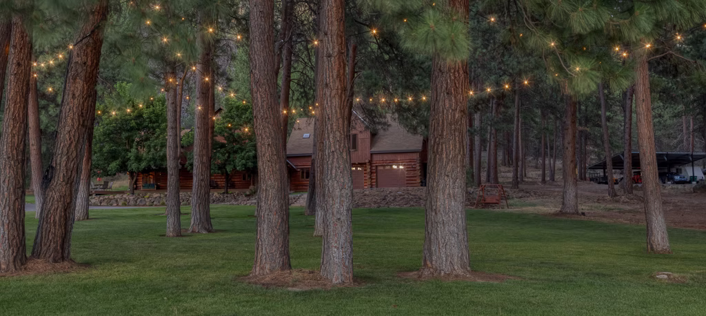 Trees with string lights hanging between them in a park-like setting, with a building and cars in the background.