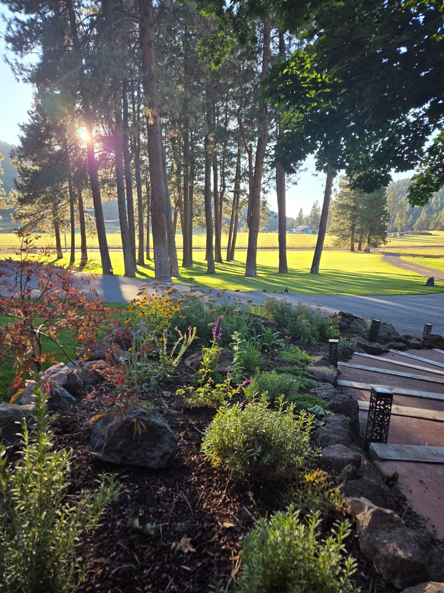 Sunlight filters through tall trees onto a garden with plants and rocks, with a grassy area in the background.