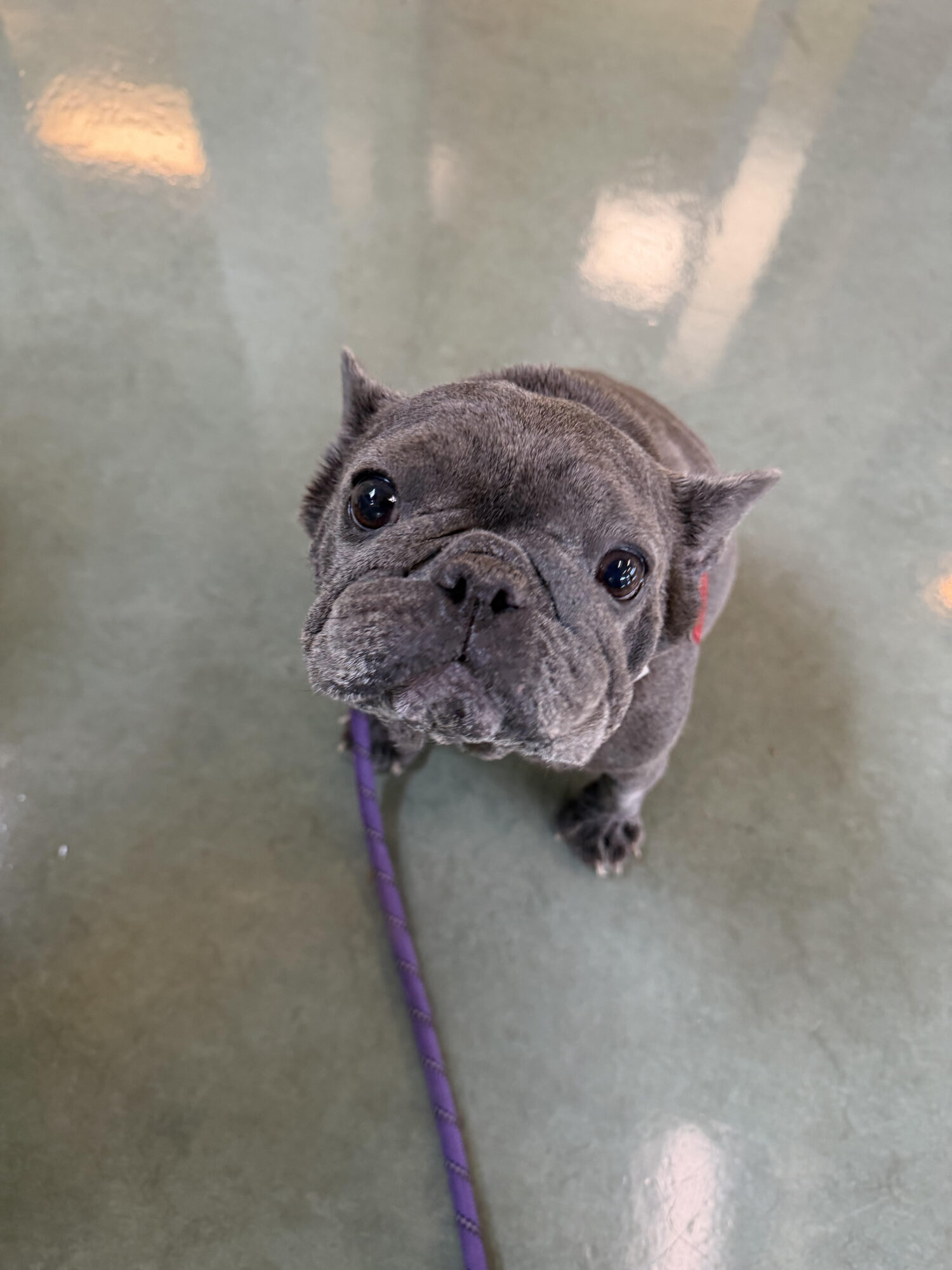 Small gray dog with a purple leash looking up at the camera, standing on a shiny floor.