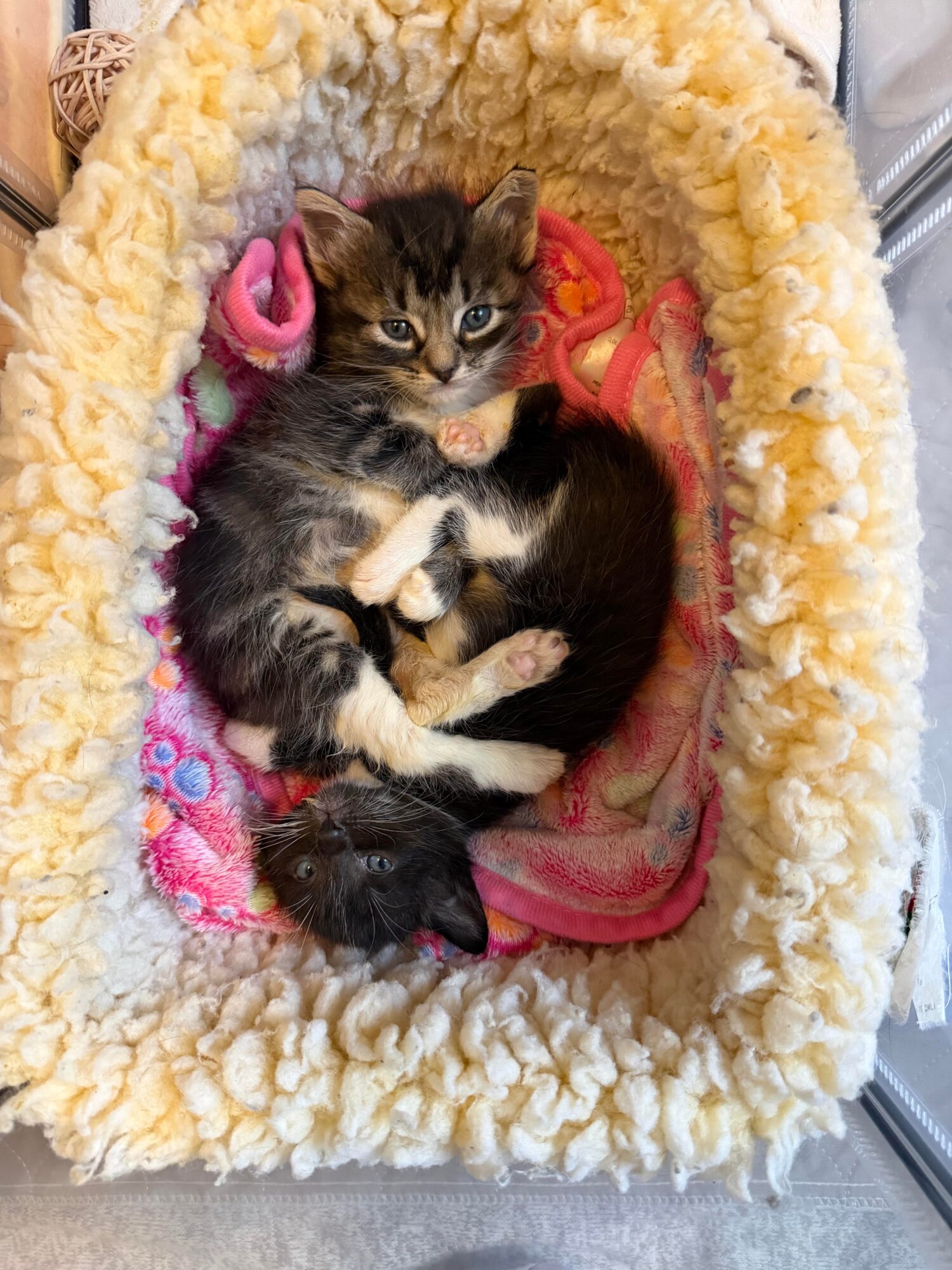 Three kittens curled up together inside a soft, fluffy bed with pink and colorful blankets, looking at the camera.