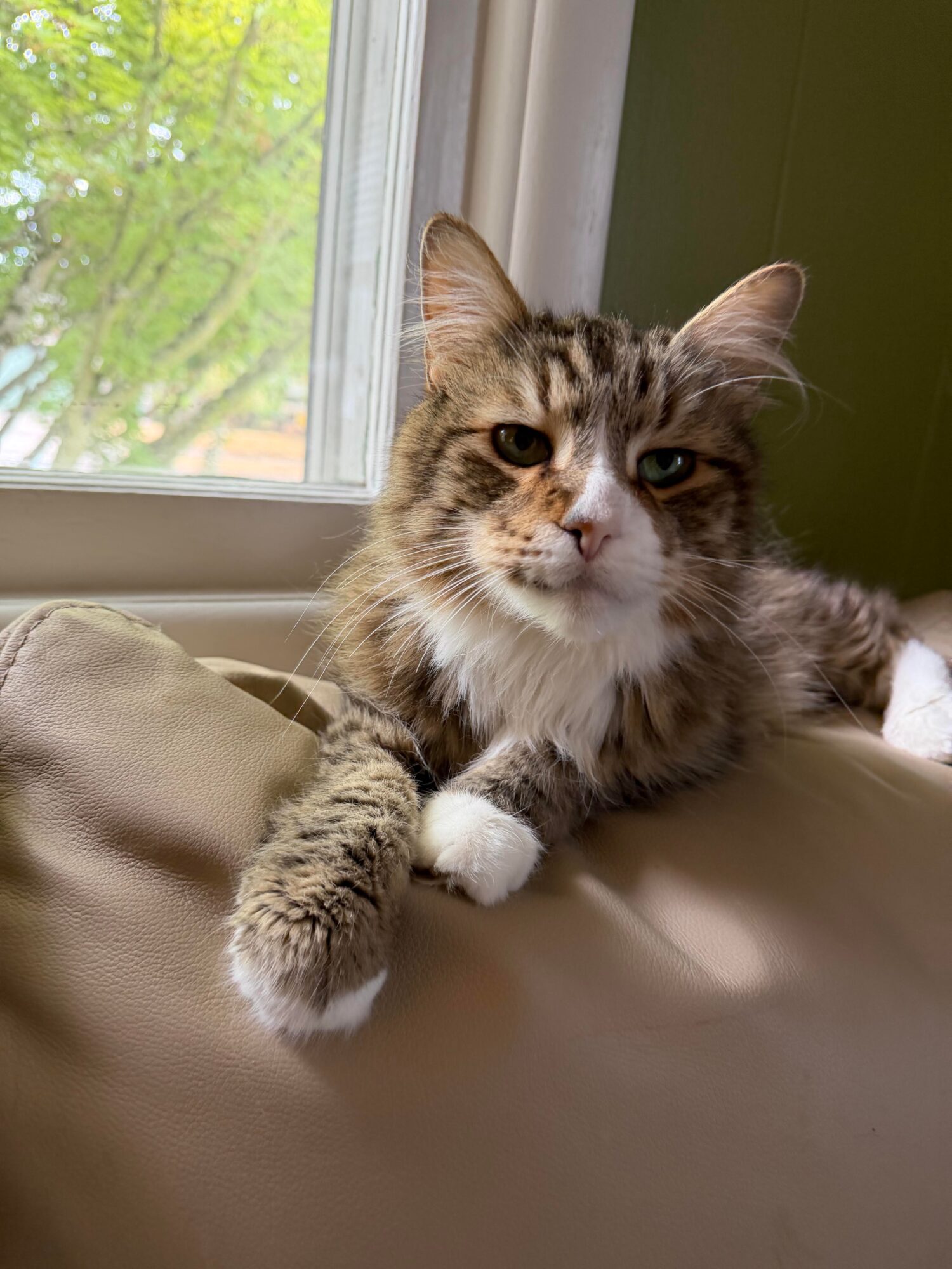 A fluffy tabby cat with white paws and chest resting on a beige surface near a window, looking at the camera.