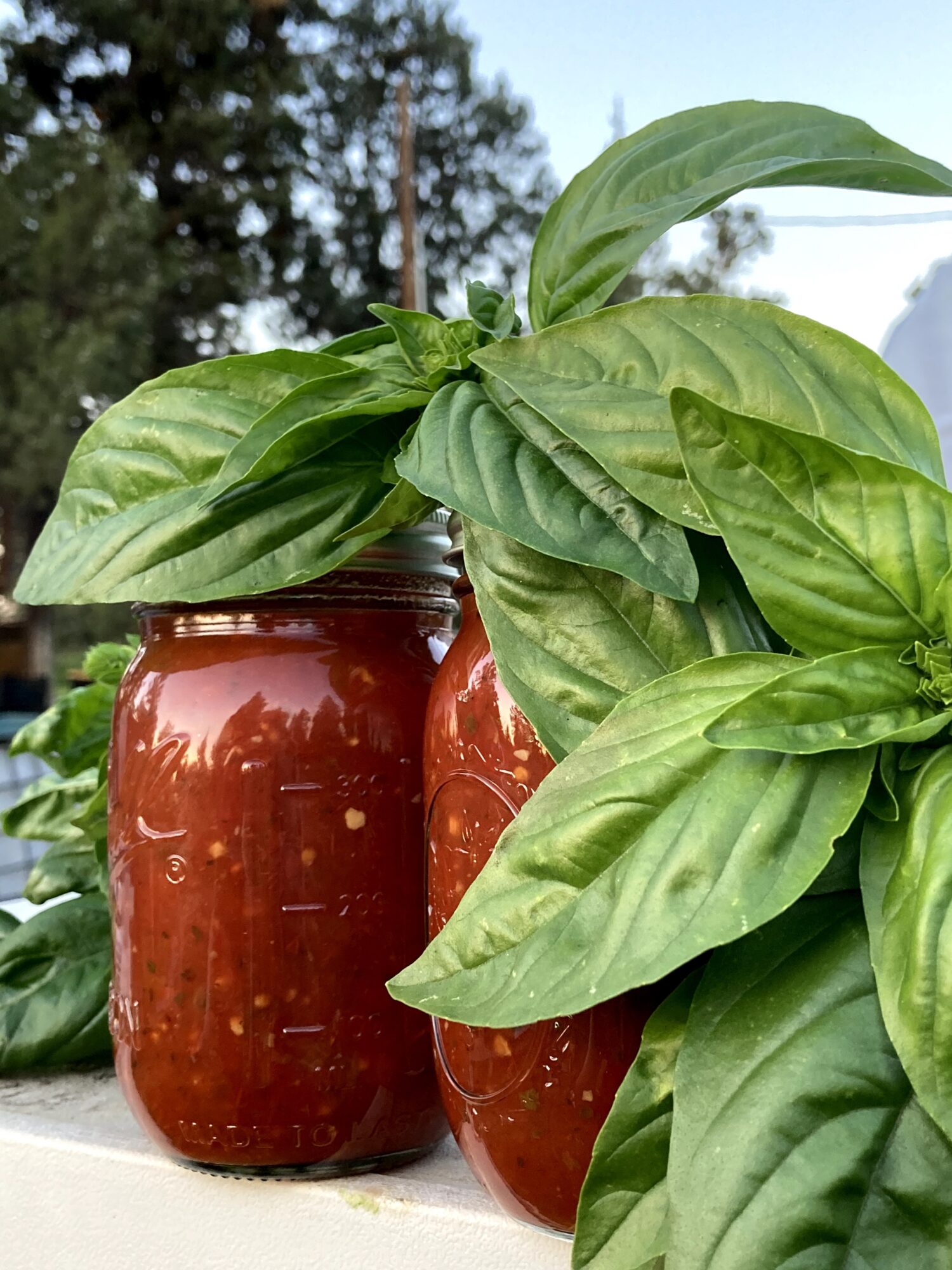 Green basil leaves in front of two brown jars outdoors, with trees and sky in background.