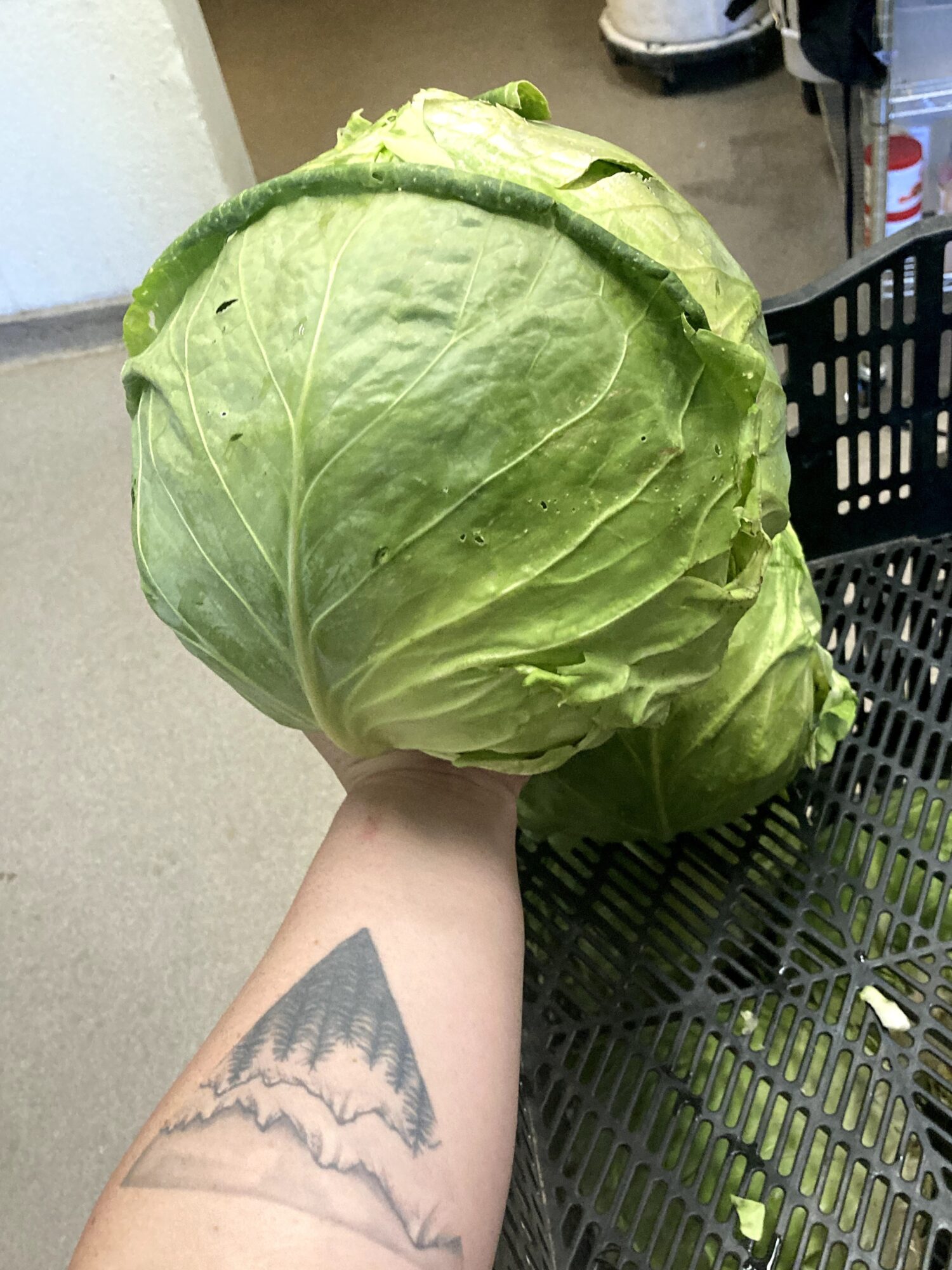 Person holding a large head of lettuce in a store, with a tattoo on their arm, shopping basket nearby.