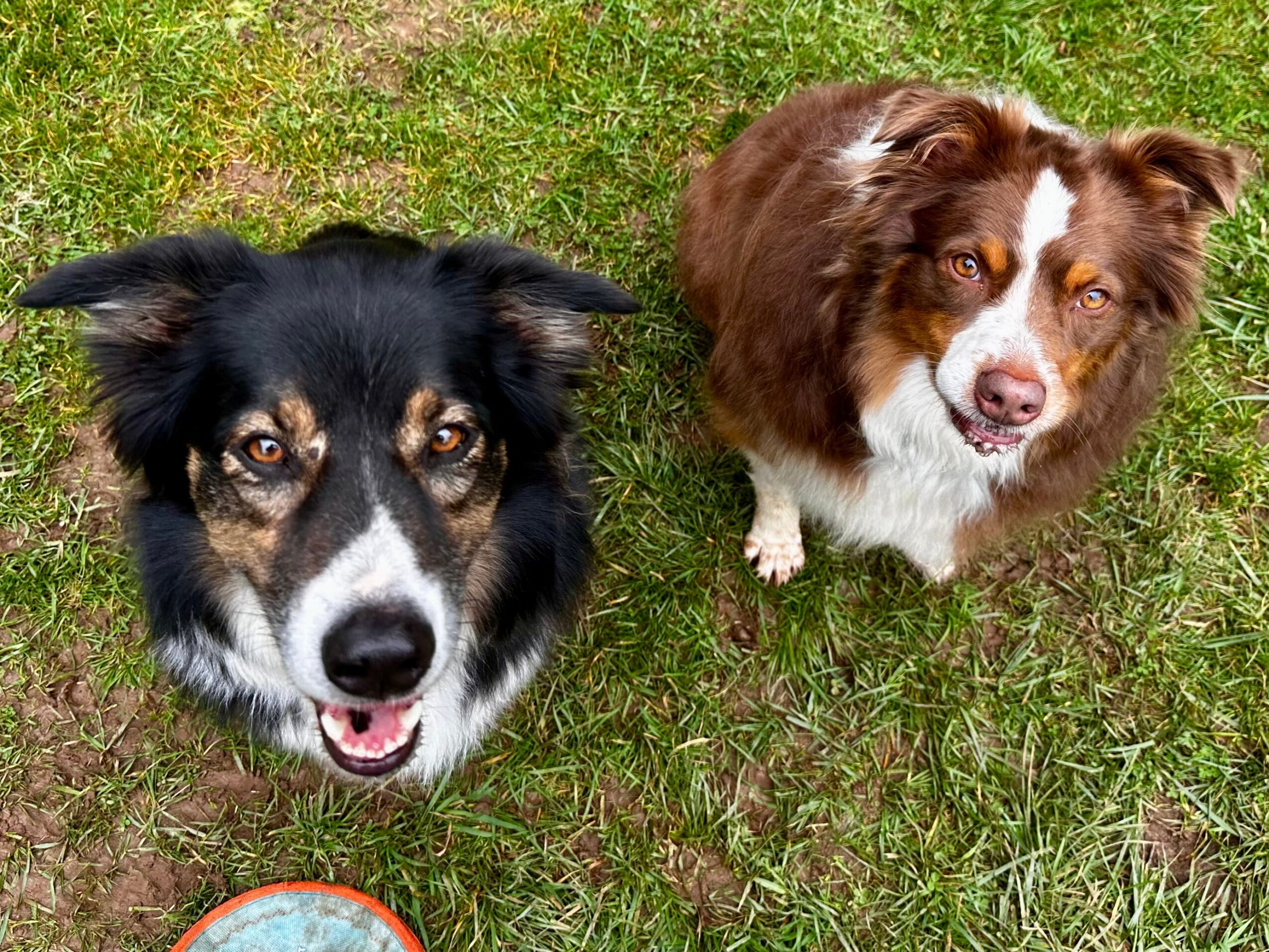 Two dogs sitting on grass, one black and white, the other brown and white, looking up at the camera.