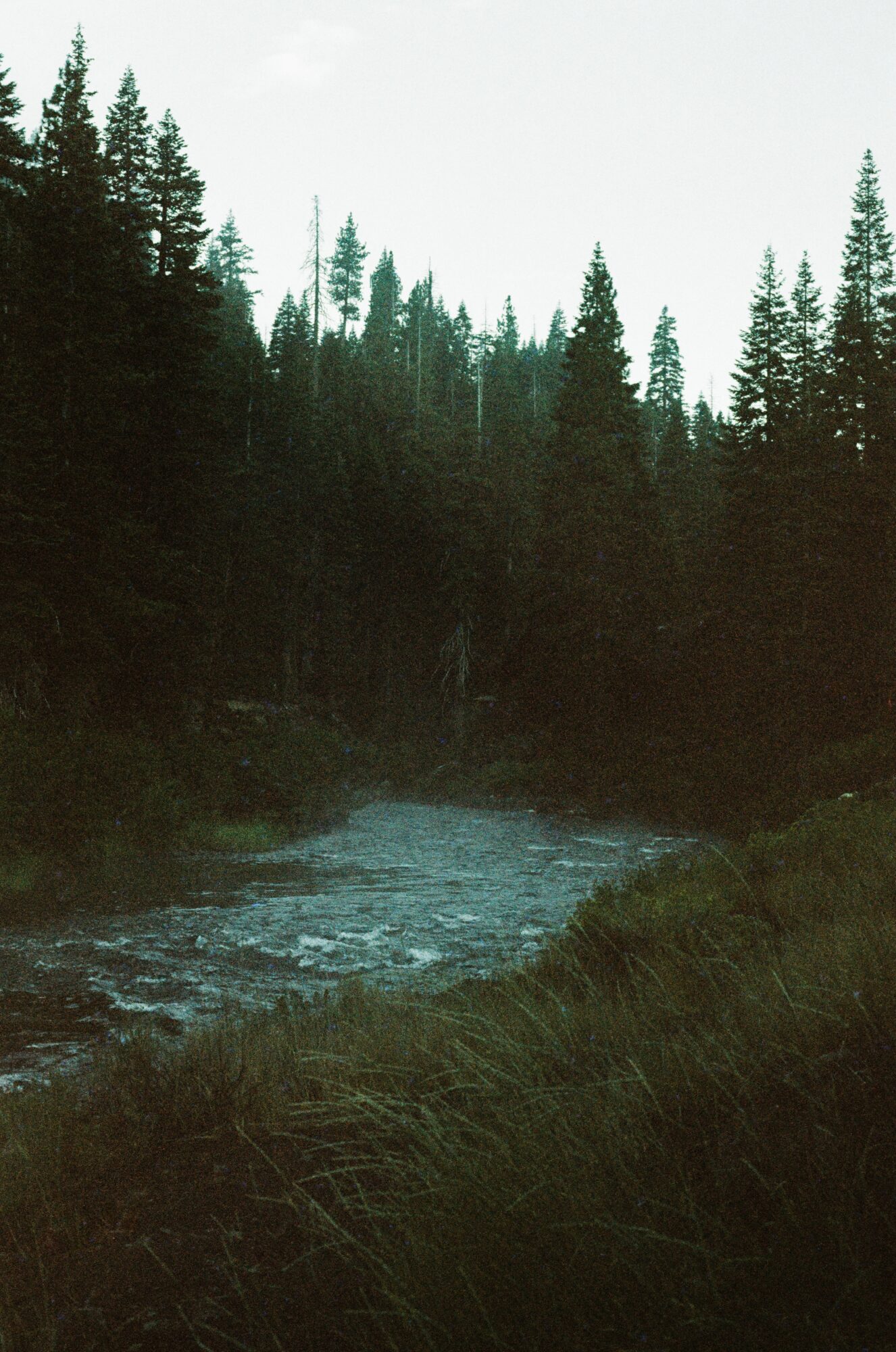 River flowing through a forested landscape with tall trees and grassy foreground, under a cloudy sky.