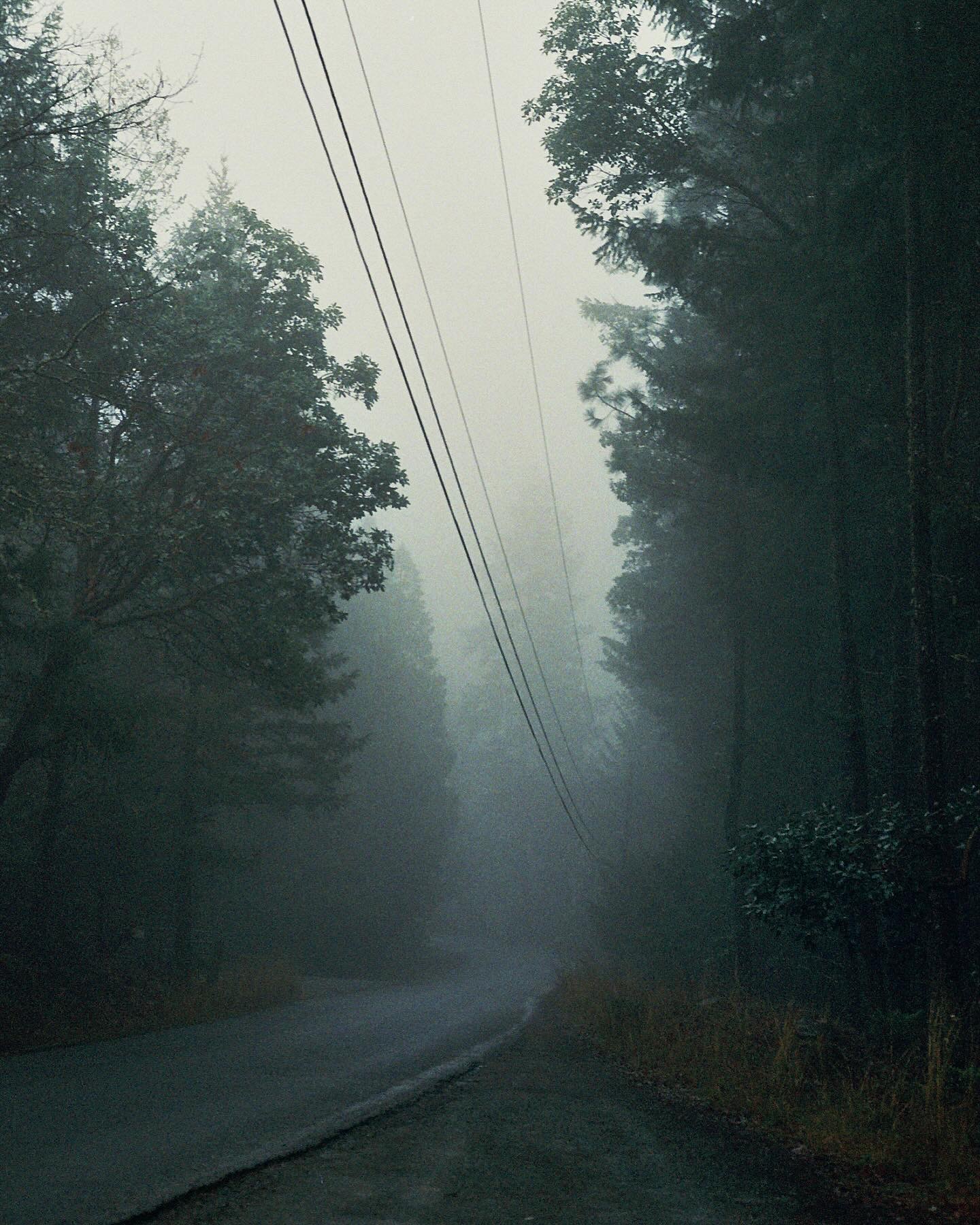Road surrounded by trees with fog, power lines overhead, and a misty atmosphere.