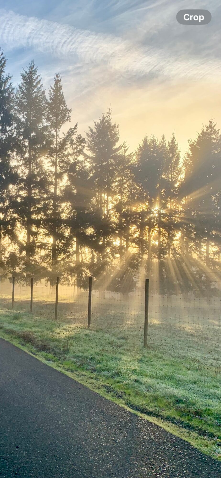Sunrise or sunset with trees and sun rays shining through, over a grassy area and a road.