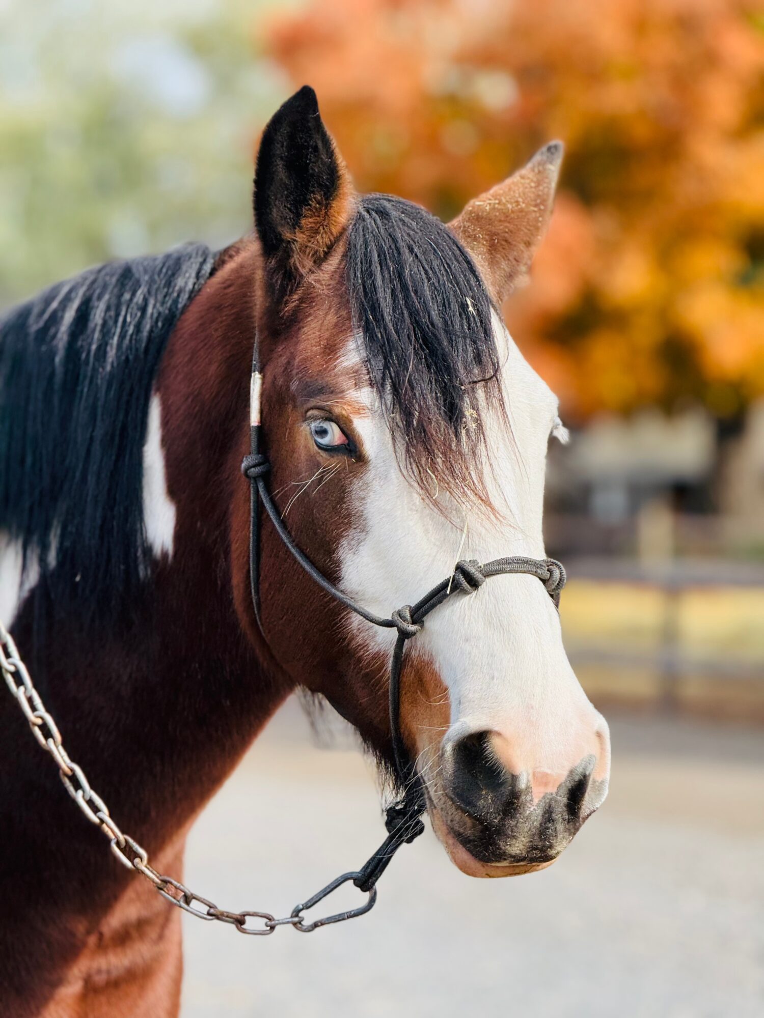 Close-up of a horse with a black mane, brown and white face, and blue eyes, outdoors with autumn trees in background.