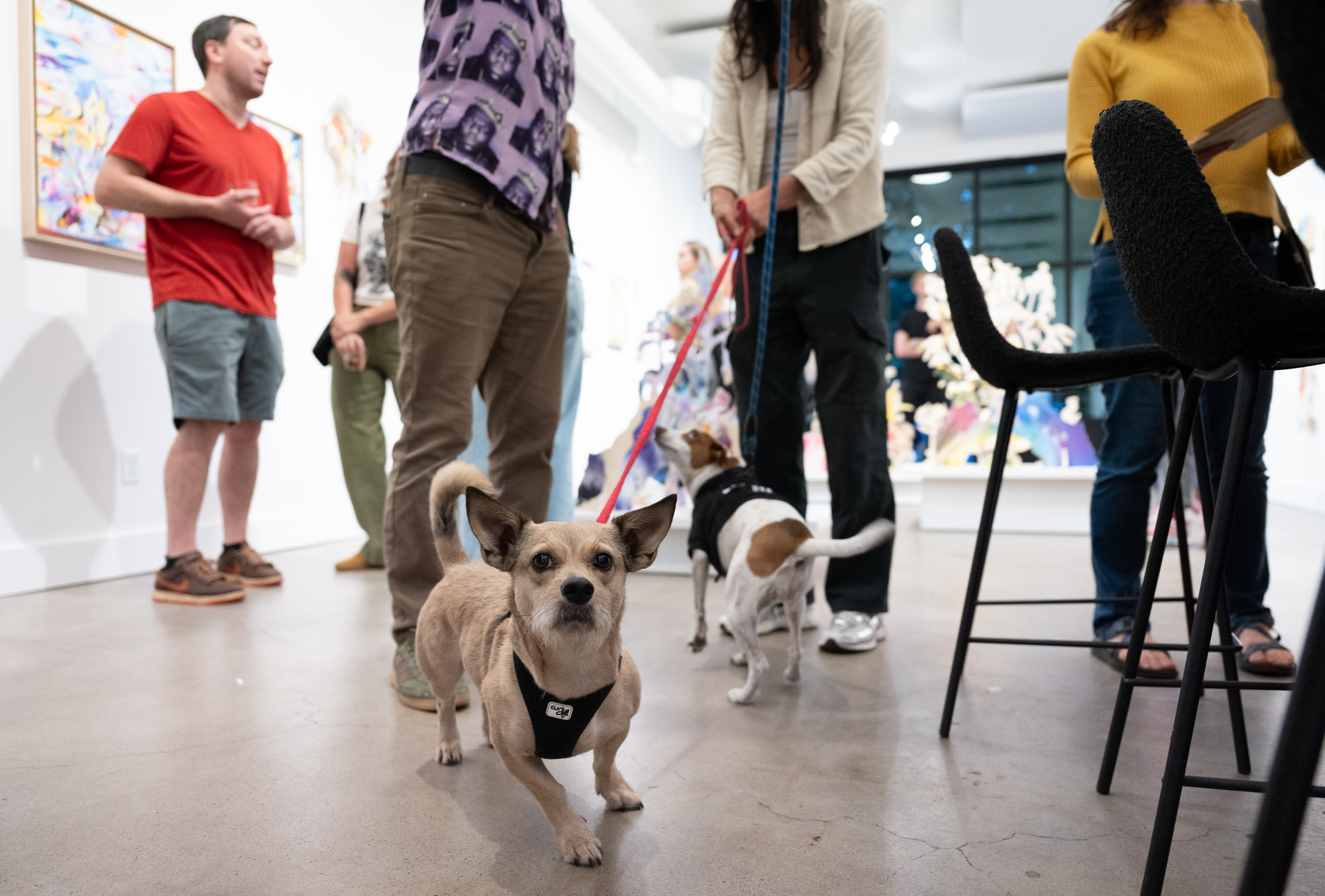 People and dogs in an indoor space, some standing and some sitting, with a dog in the foreground looking at the camera.