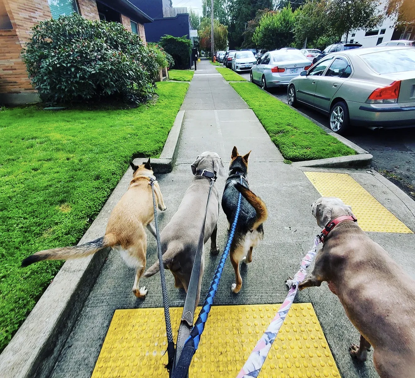 Four dogs walk on a sidewalk with grass and parked cars on the side, seen from behind, during daytime.